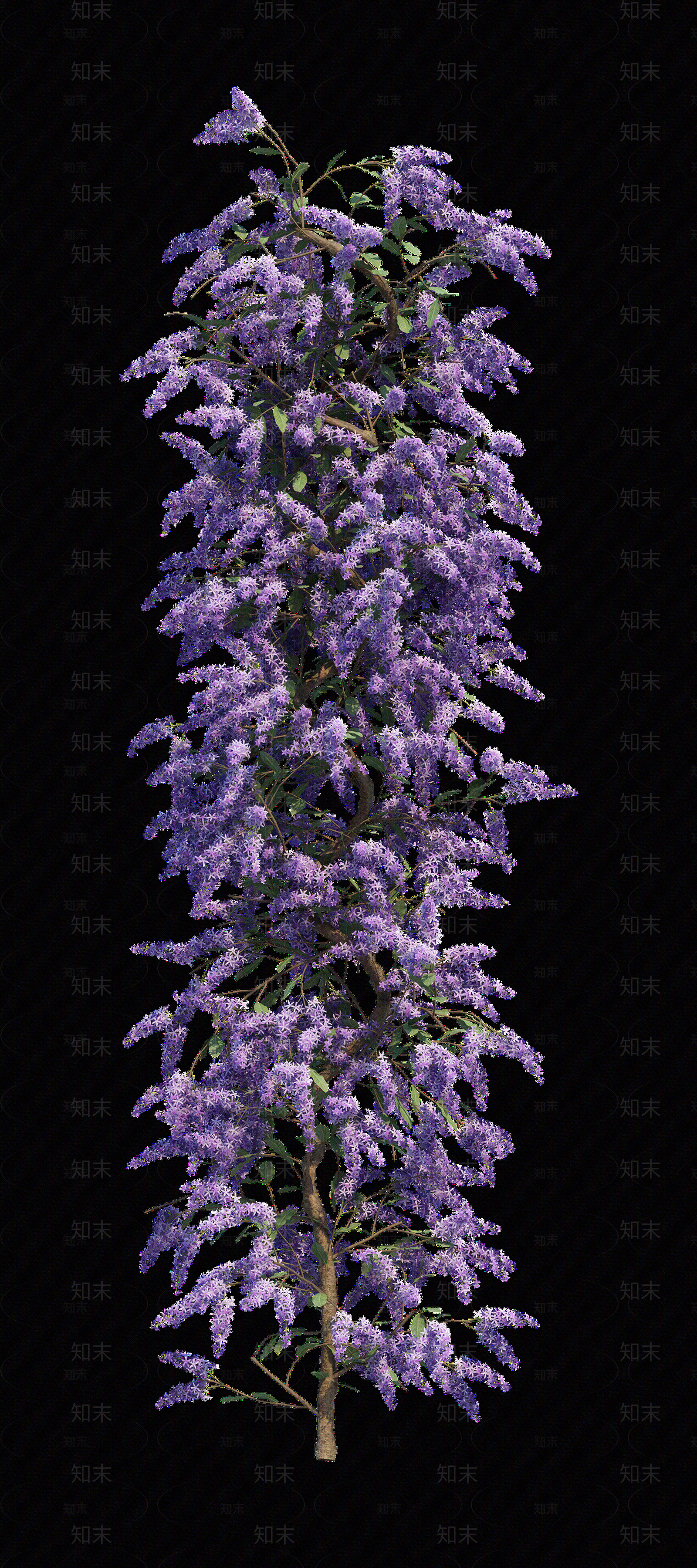 png免抠紫藤花贴图下载【ID:1157235192】