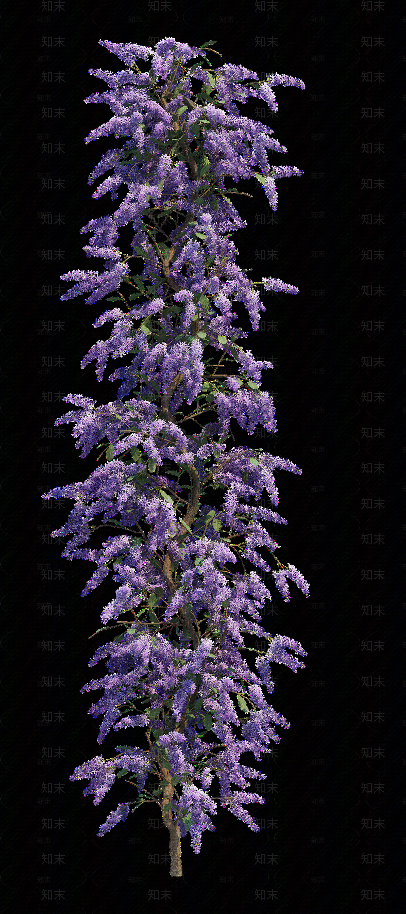 png免抠紫藤花贴图下载【ID:1157235199】