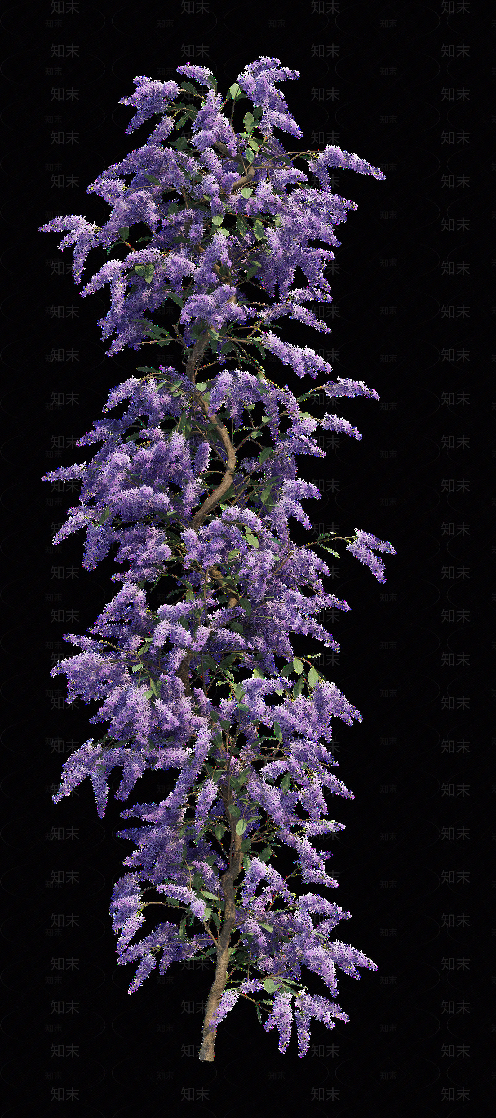 png免抠紫藤花贴图下载【ID:1157235271】