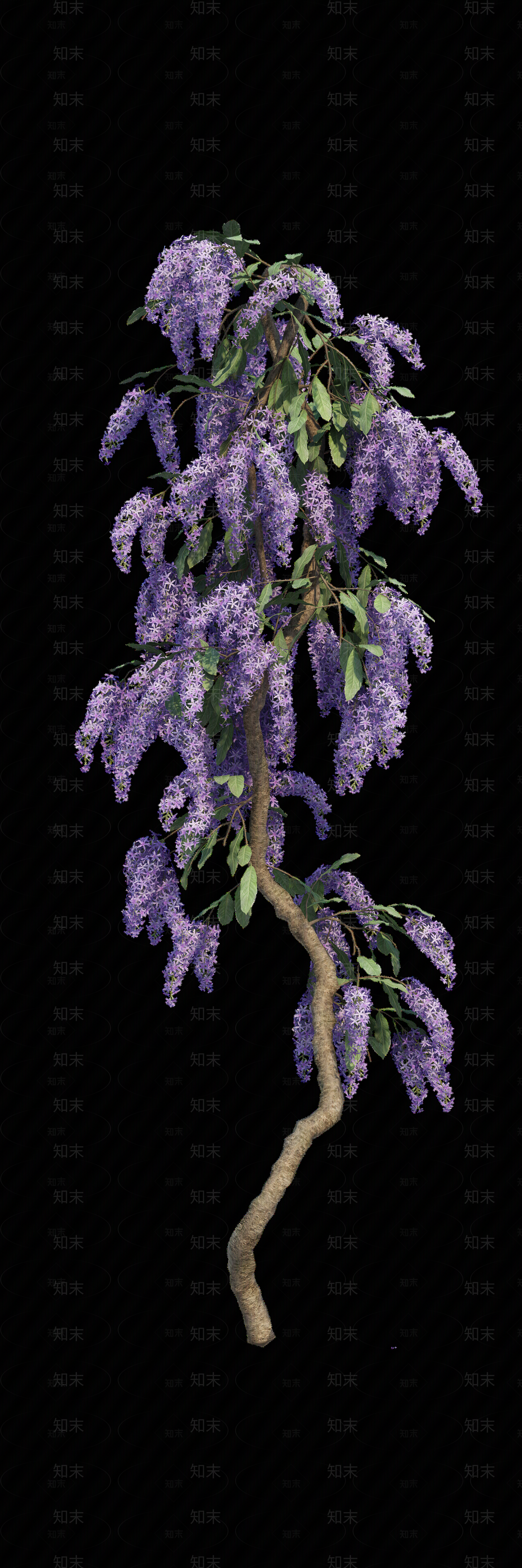 png免抠紫藤花贴图下载【ID:1157235499】
