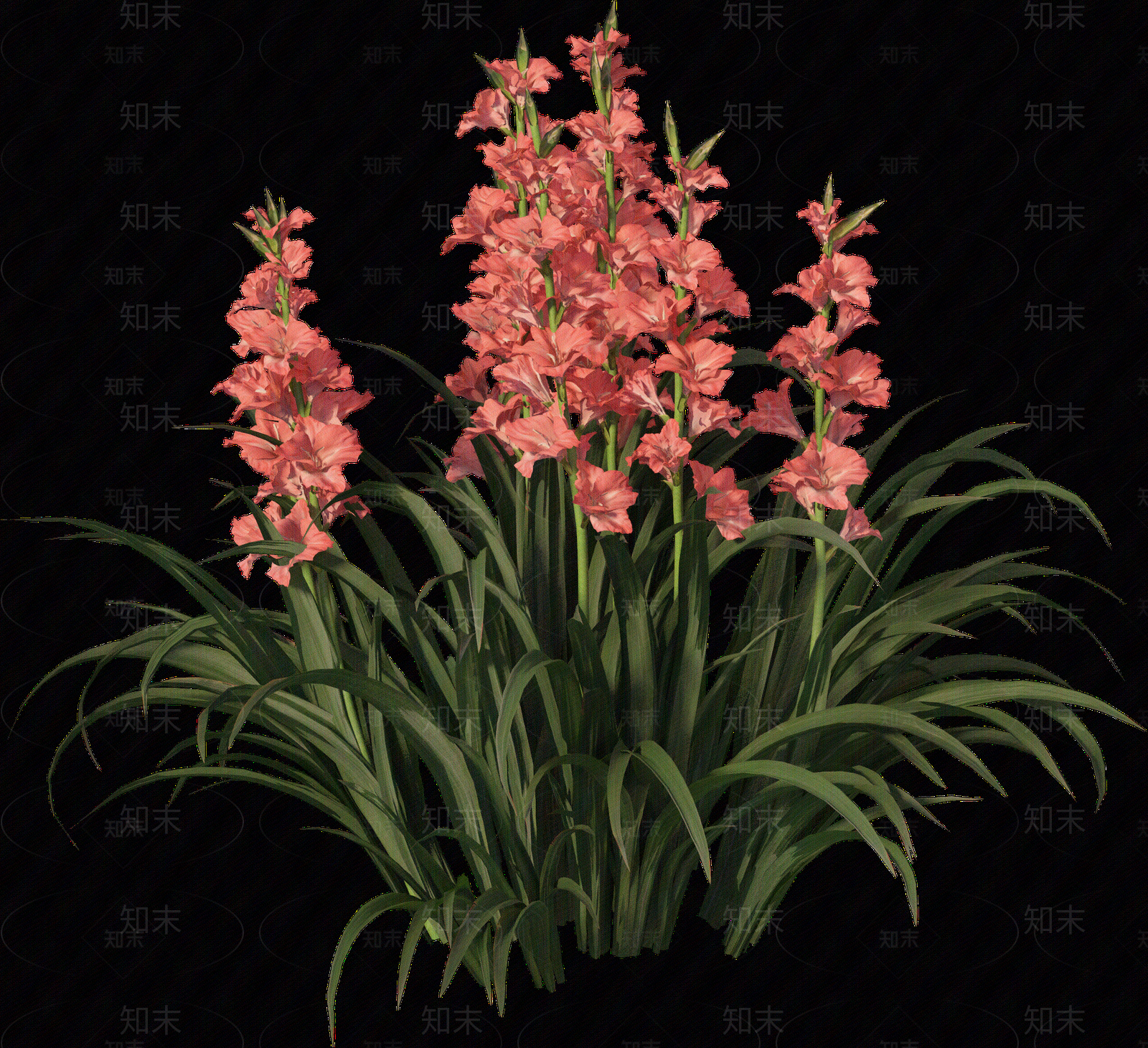 png免抠菖蒲贴图下载【ID:1157235633】
