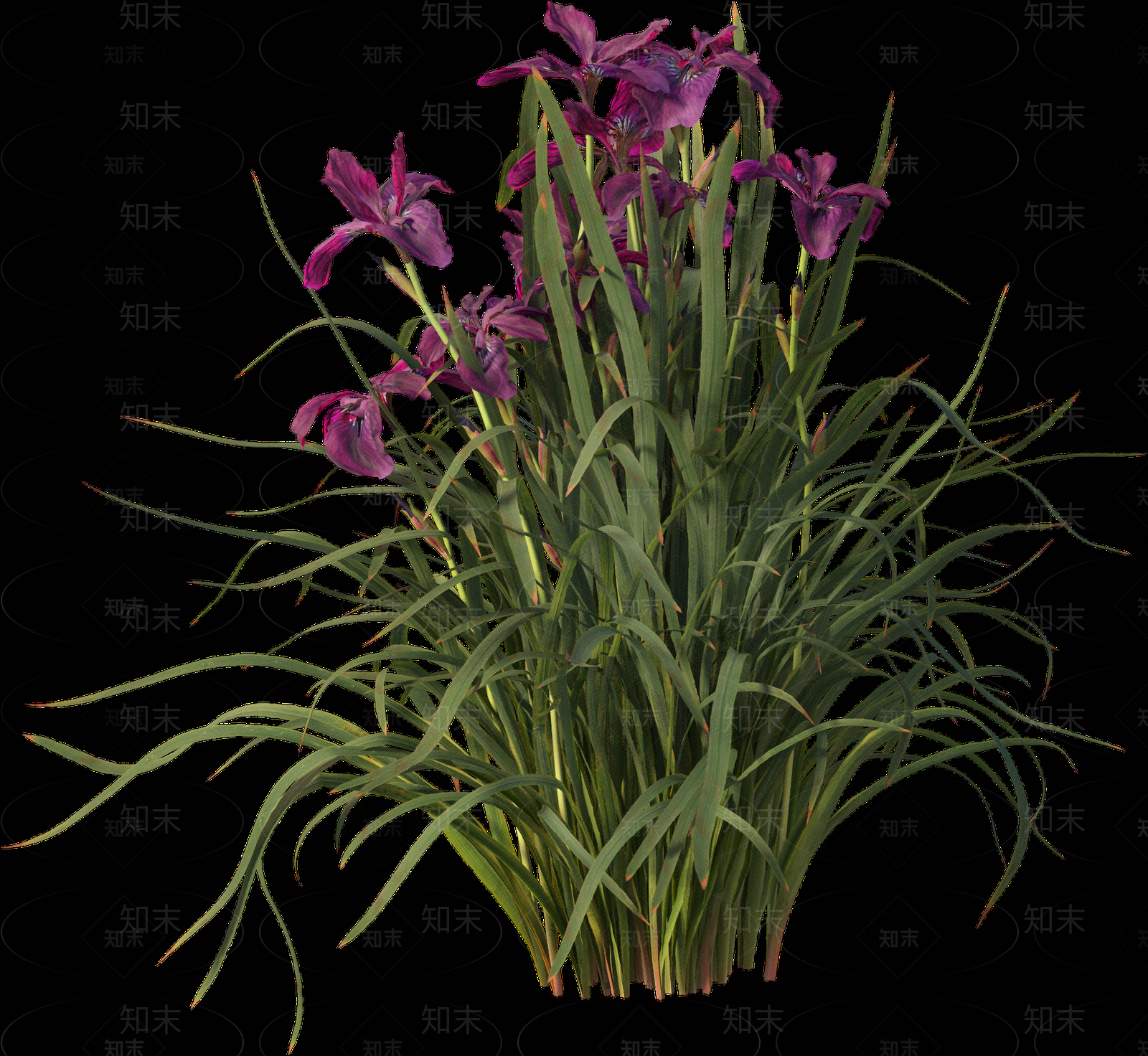 png免抠菖蒲贴图下载【ID:1157235674】