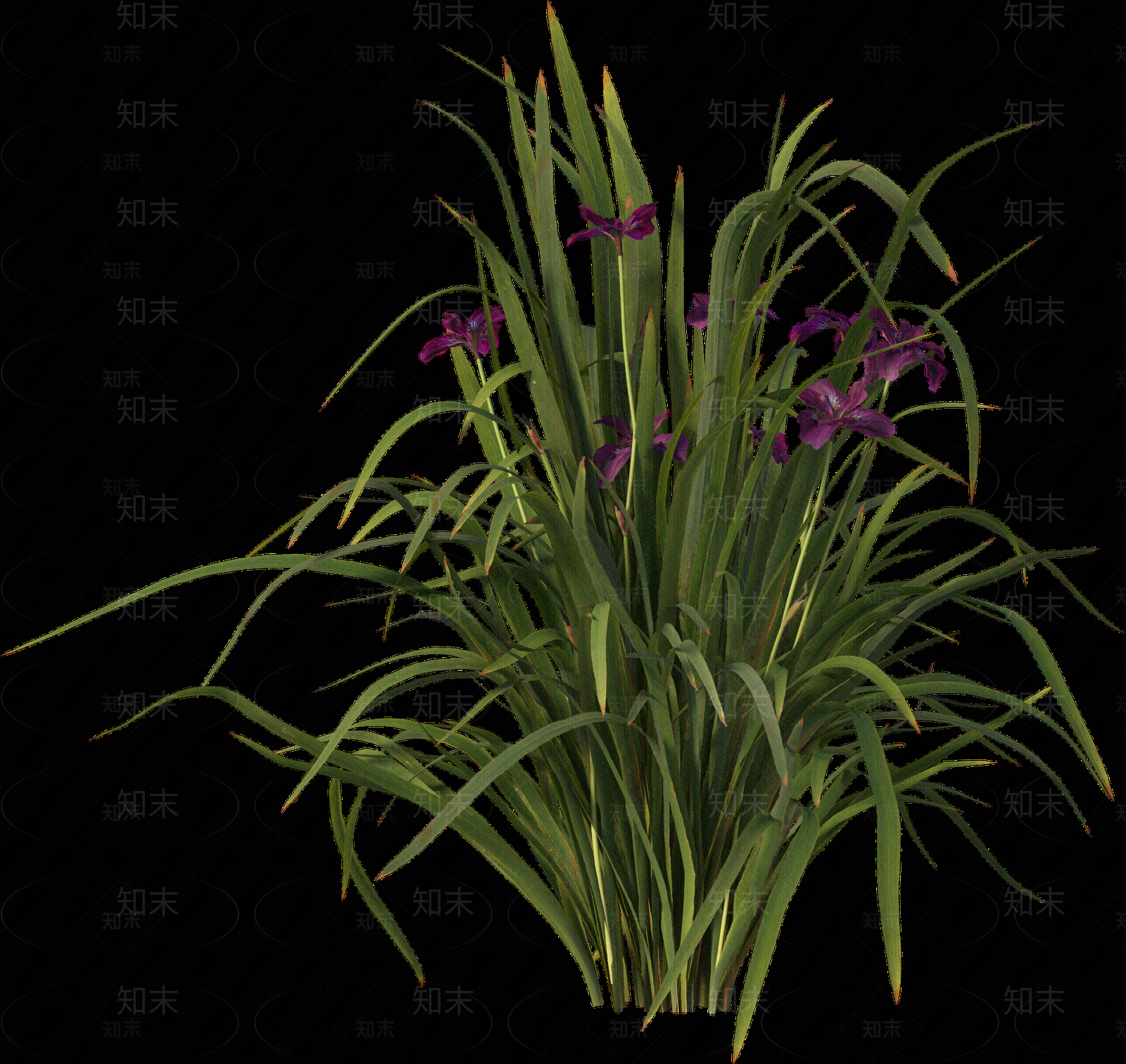 png免抠菖蒲贴图下载【ID:1157235657】
