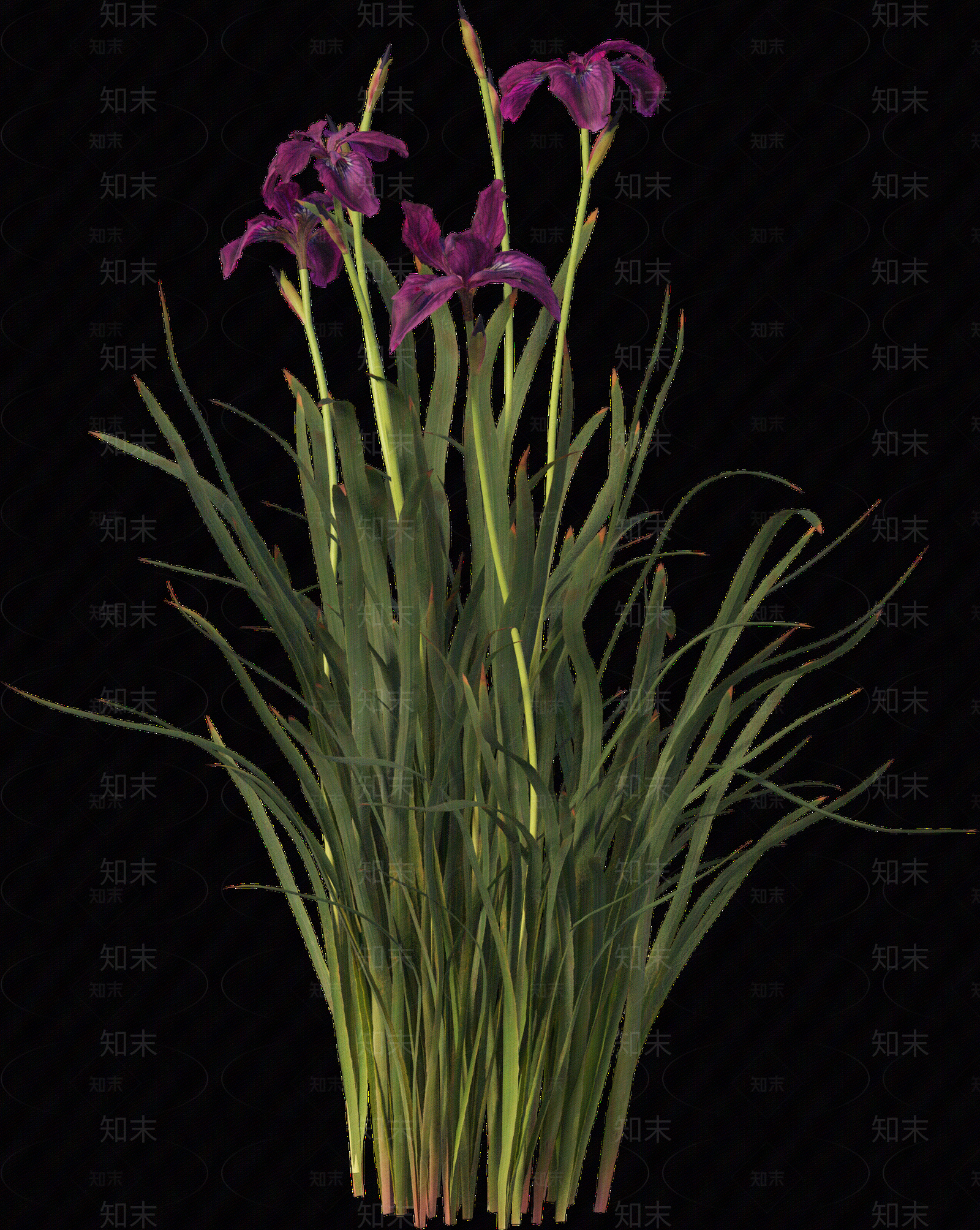 png免抠菖蒲贴图下载【ID:1157235618】