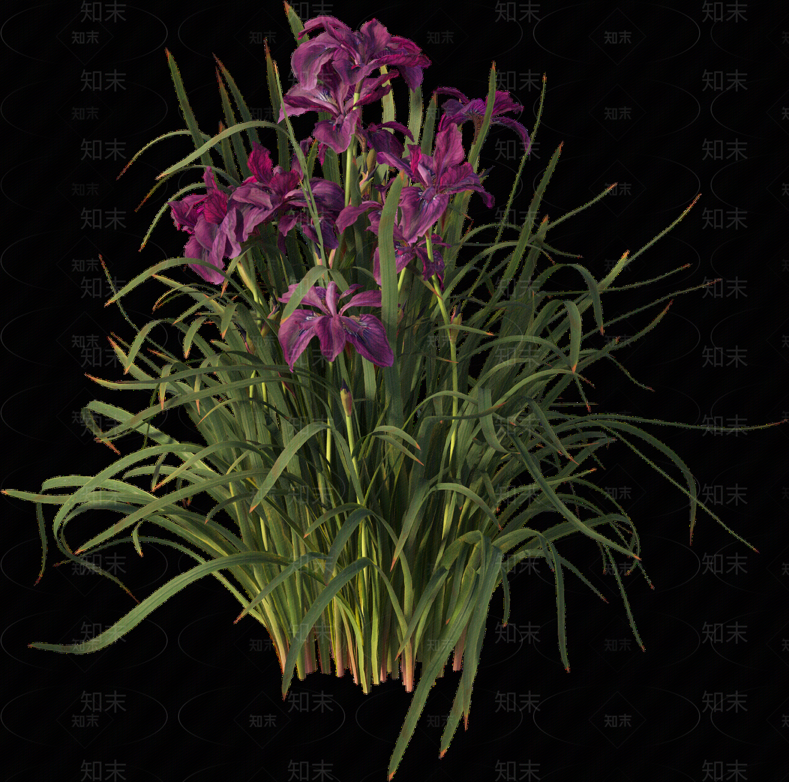 png免抠菖蒲贴图下载【ID:1157235750】