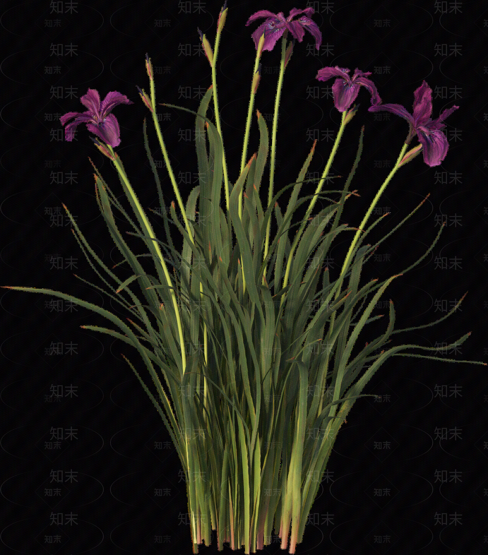 png免抠菖蒲贴图下载【ID:1157235701】