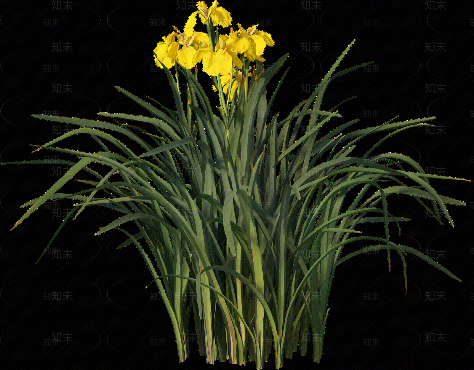 png免抠菖蒲贴图下载【ID:1157235796】