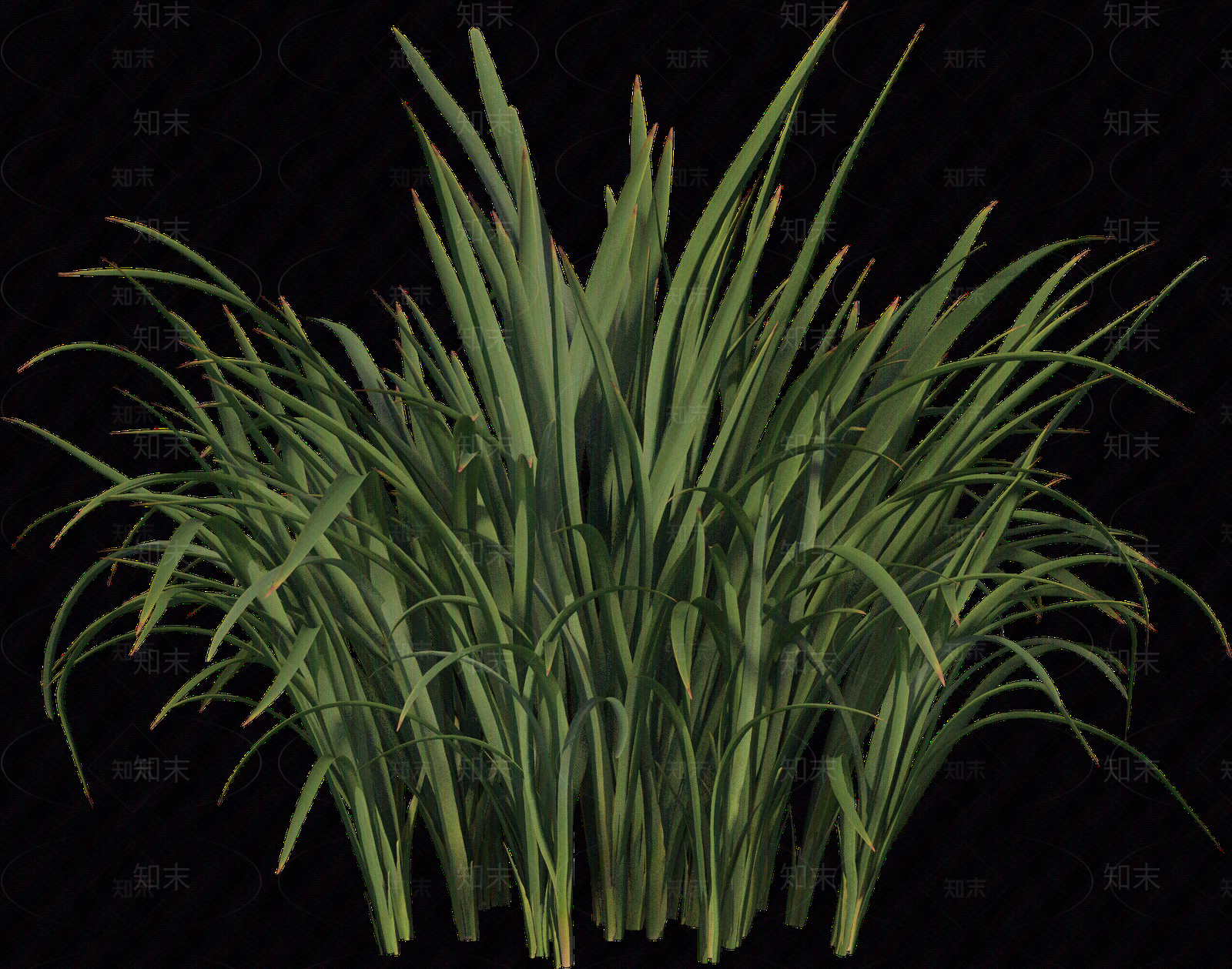 png免抠菖蒲贴图下载【ID:1157235758】