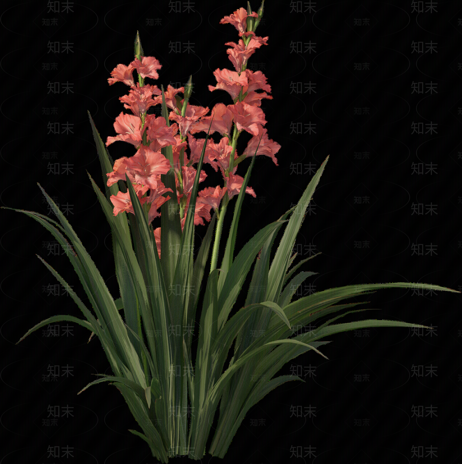 png免抠菖蒲贴图下载【ID:1157235854】