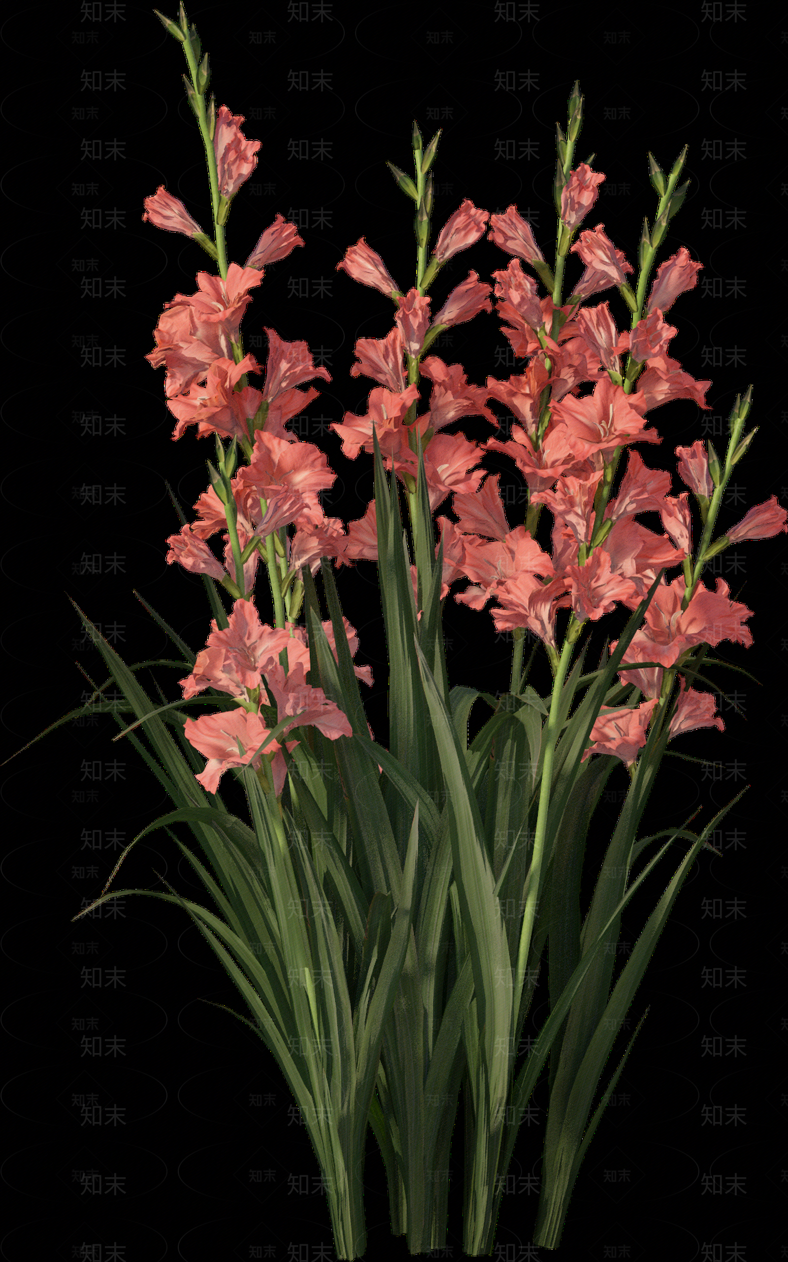 png免抠菖蒲贴图下载【ID:1157235835】