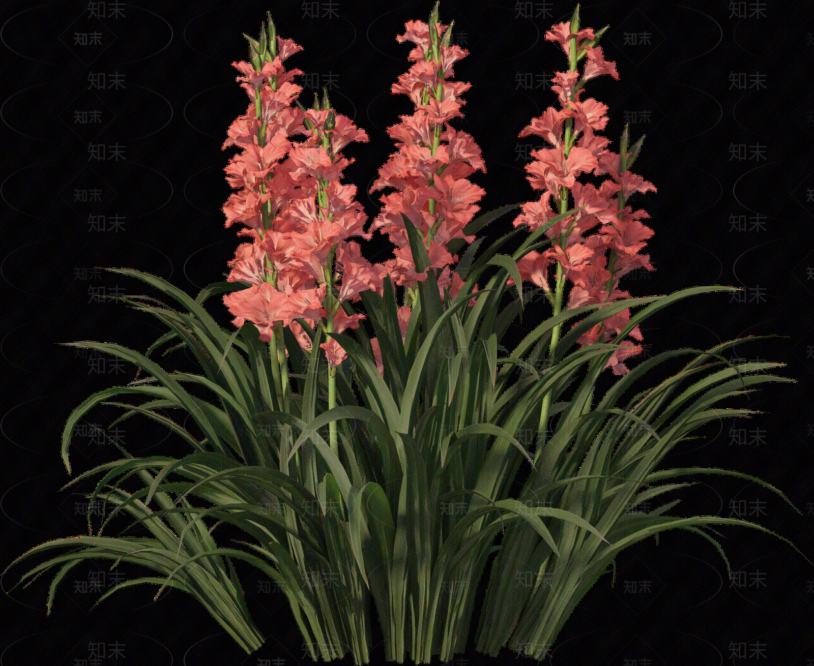 png免抠菖蒲贴图下载【ID:1157235847】