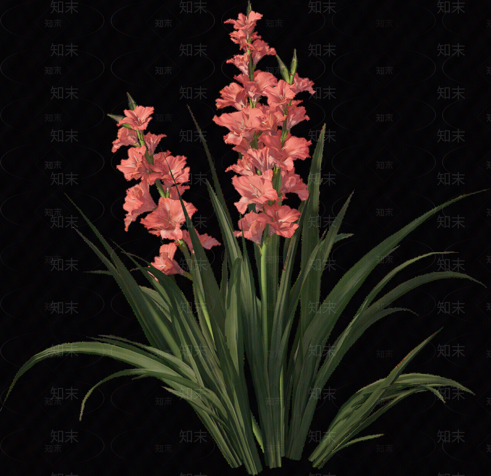png免抠菖蒲贴图下载【ID:1157235888】
