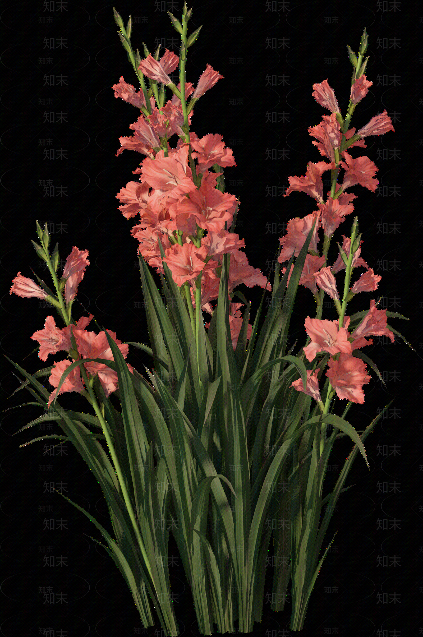 png免抠菖蒲贴图下载【ID:1157235980】