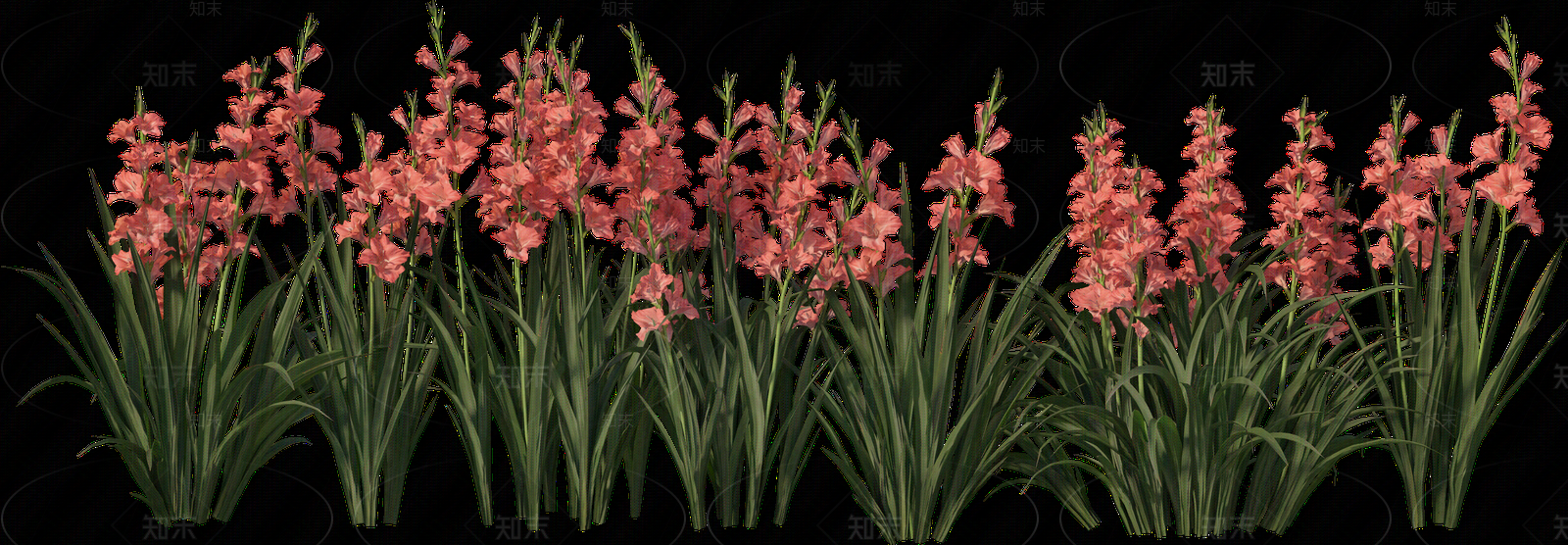 png免抠菖蒲贴图下载【ID:1157235924】