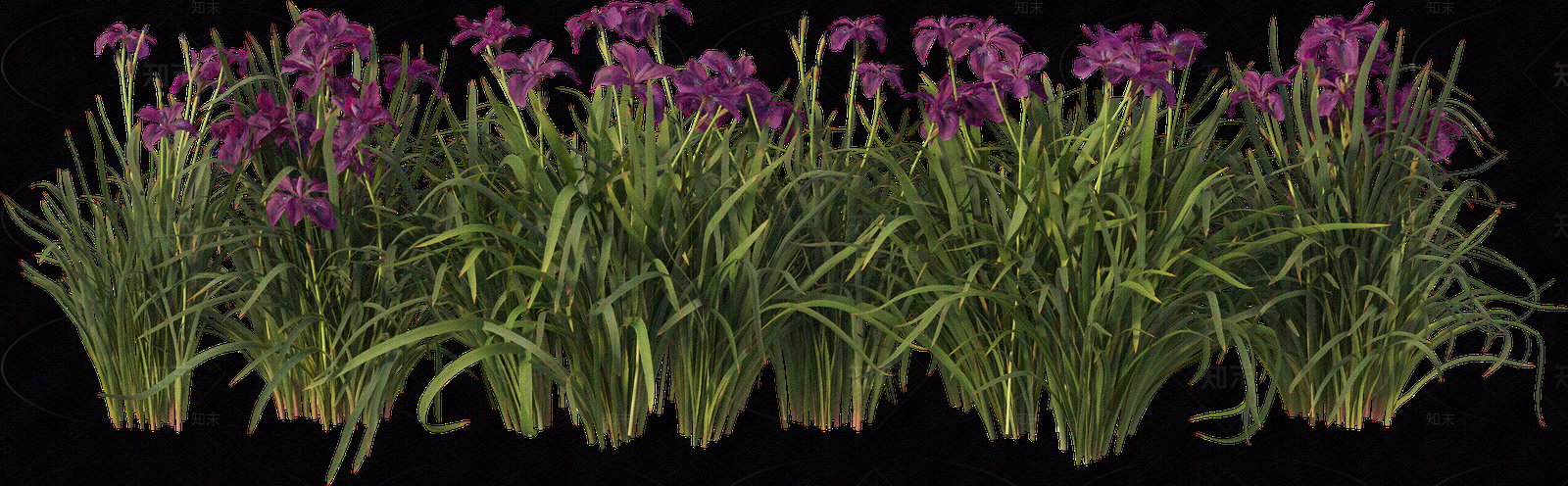 png免抠菖蒲贴图下载【ID:1157236090】