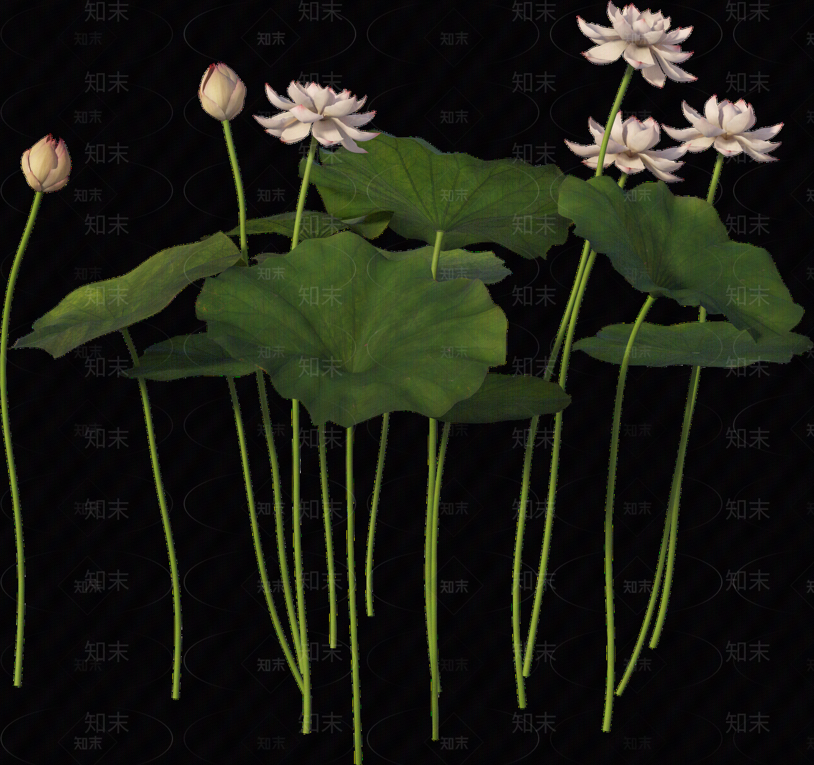png免抠荷花贴图下载【ID:1157236075】