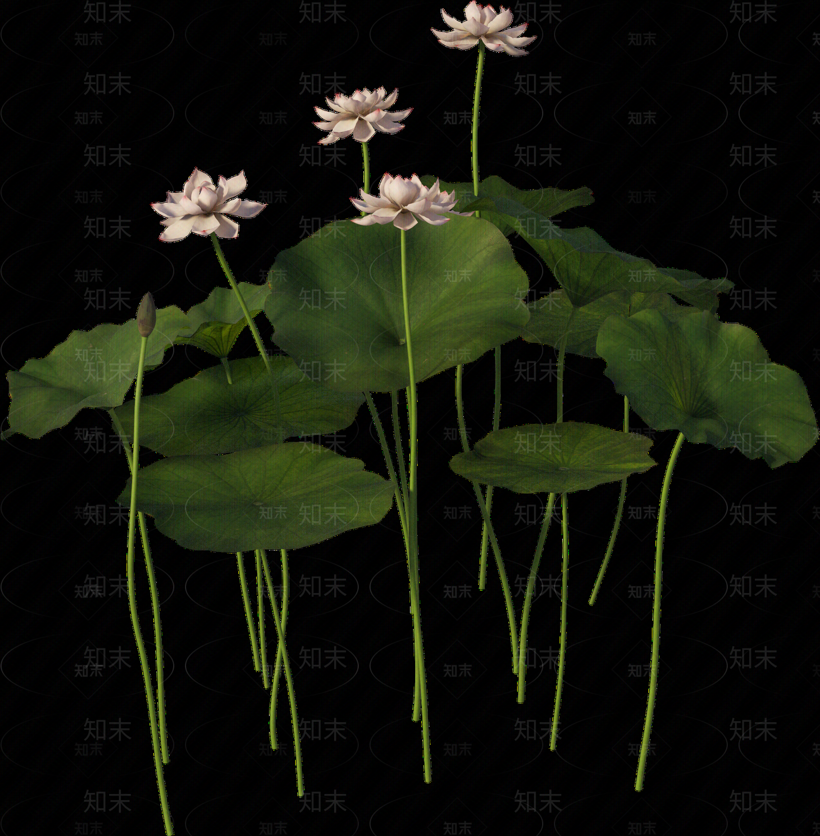 png免抠荷花贴图下载【ID:1157236018】