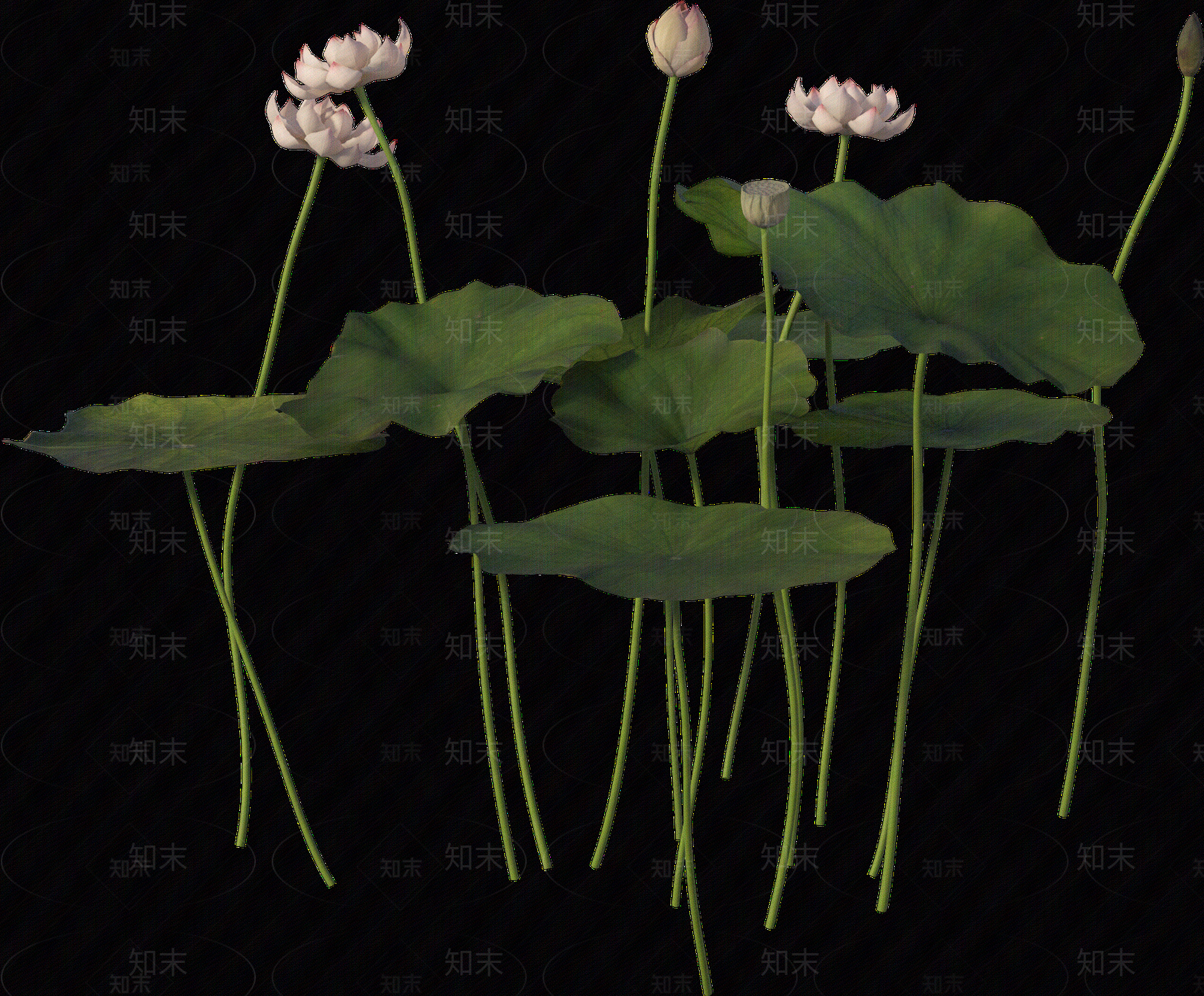 png免抠荷花贴图下载【ID:1157236192】