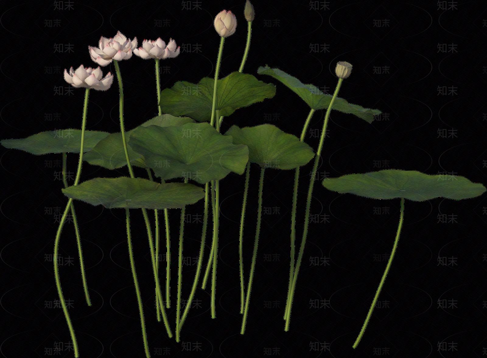 png免抠荷花贴图下载【ID:1157236133】