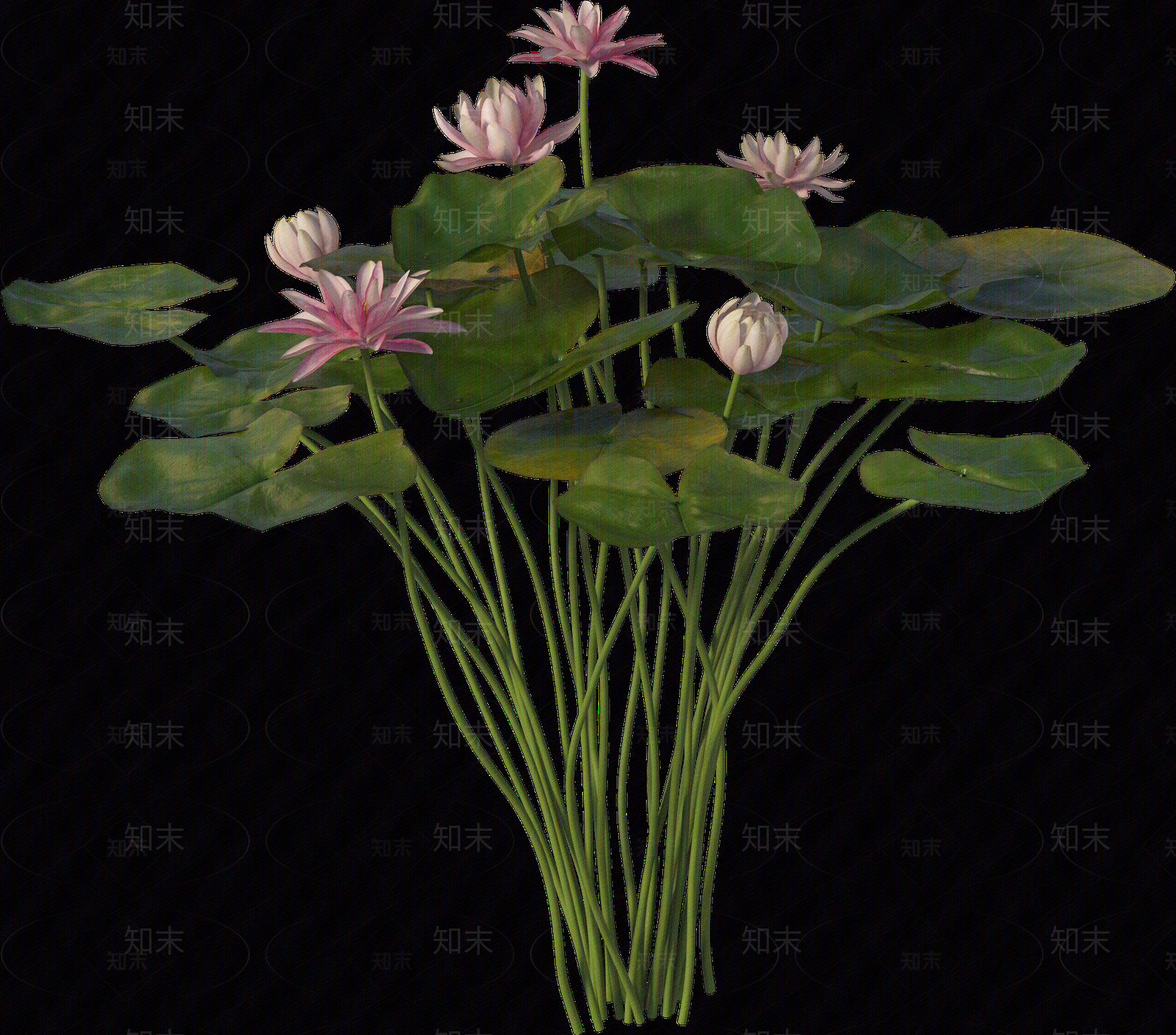 png免抠荷花贴图下载【ID:1157236184】