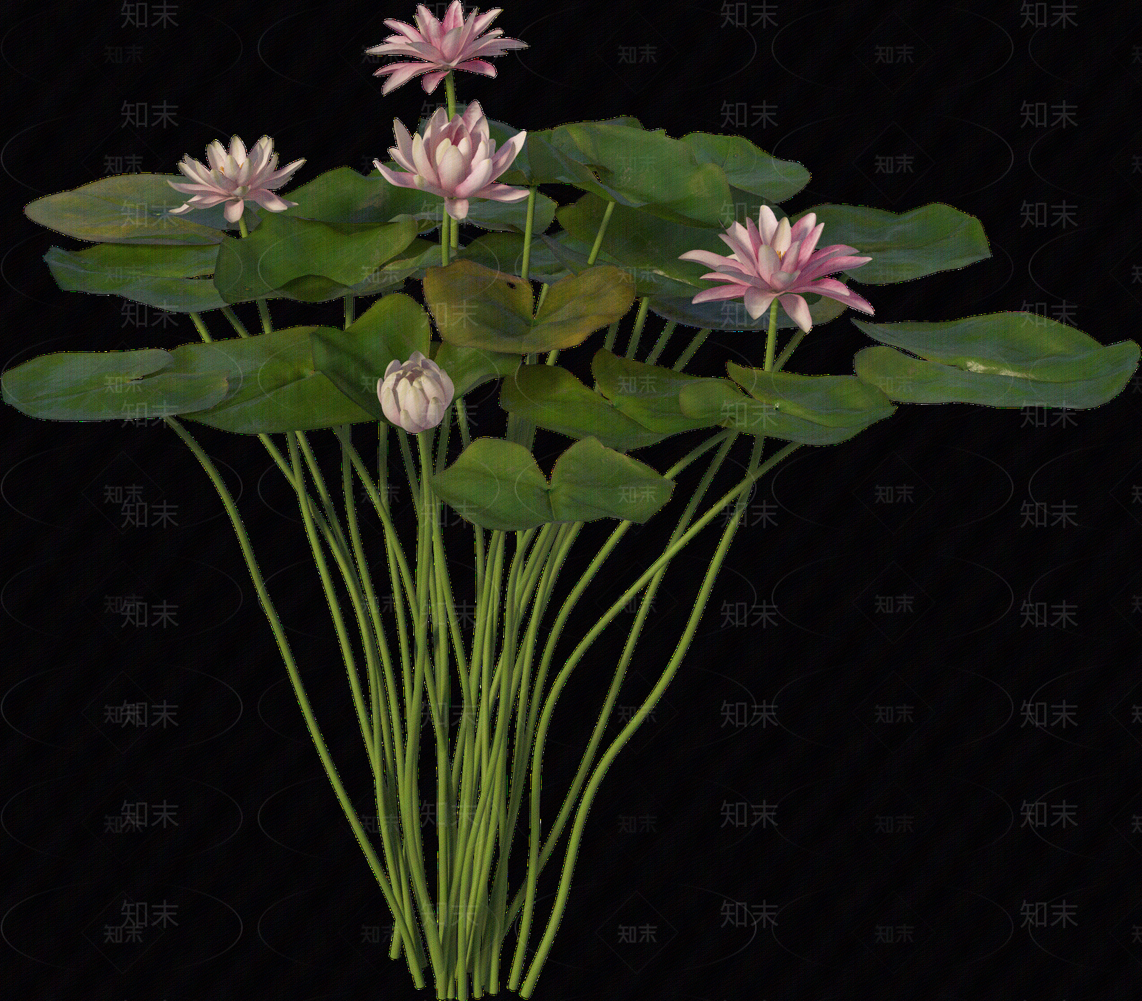 png免抠荷花贴图下载【ID:1157236197】