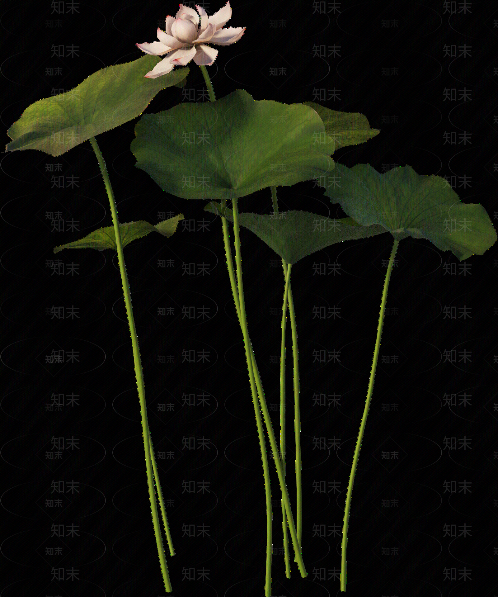 png免抠荷花贴图下载【ID:1157236262】