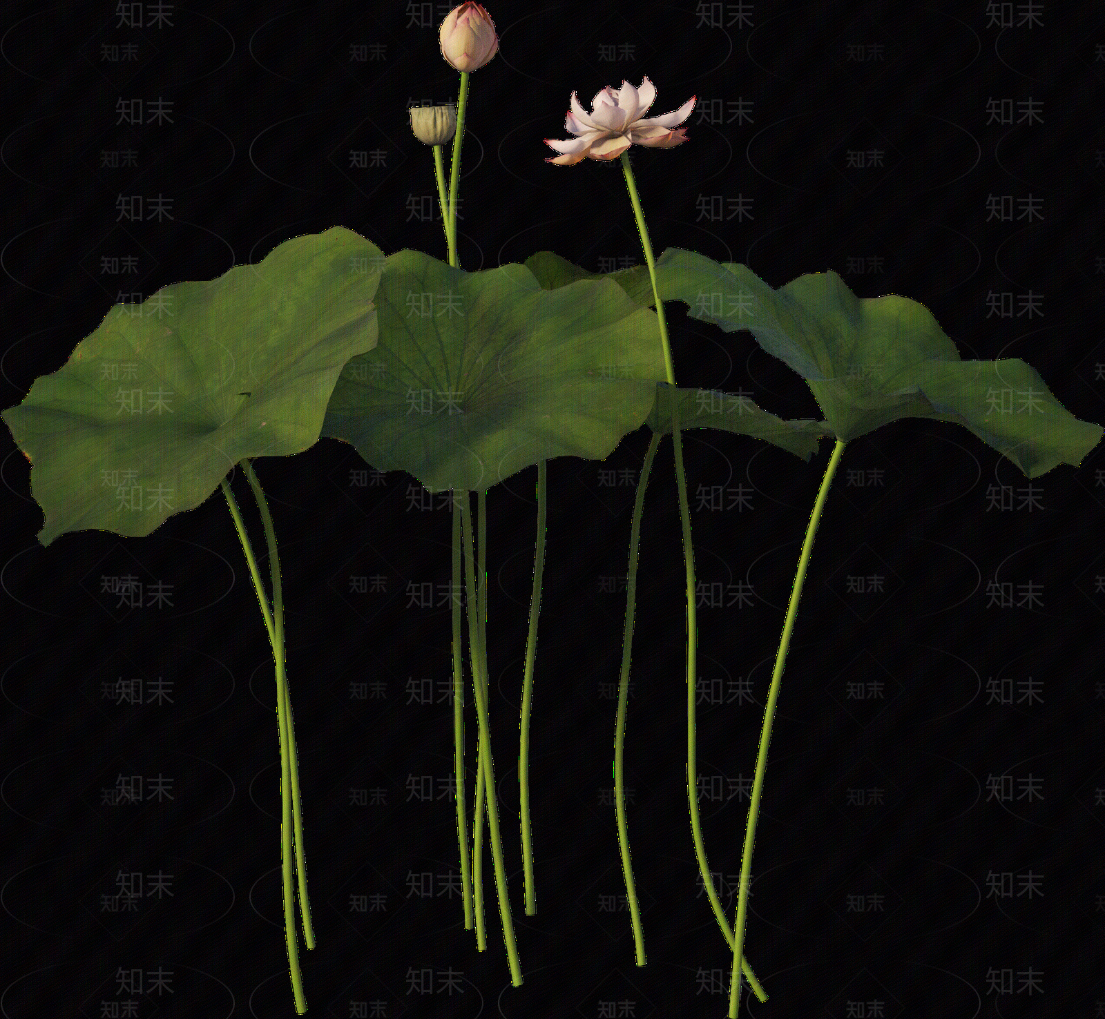 png免抠荷花贴图下载【ID:1157236275】