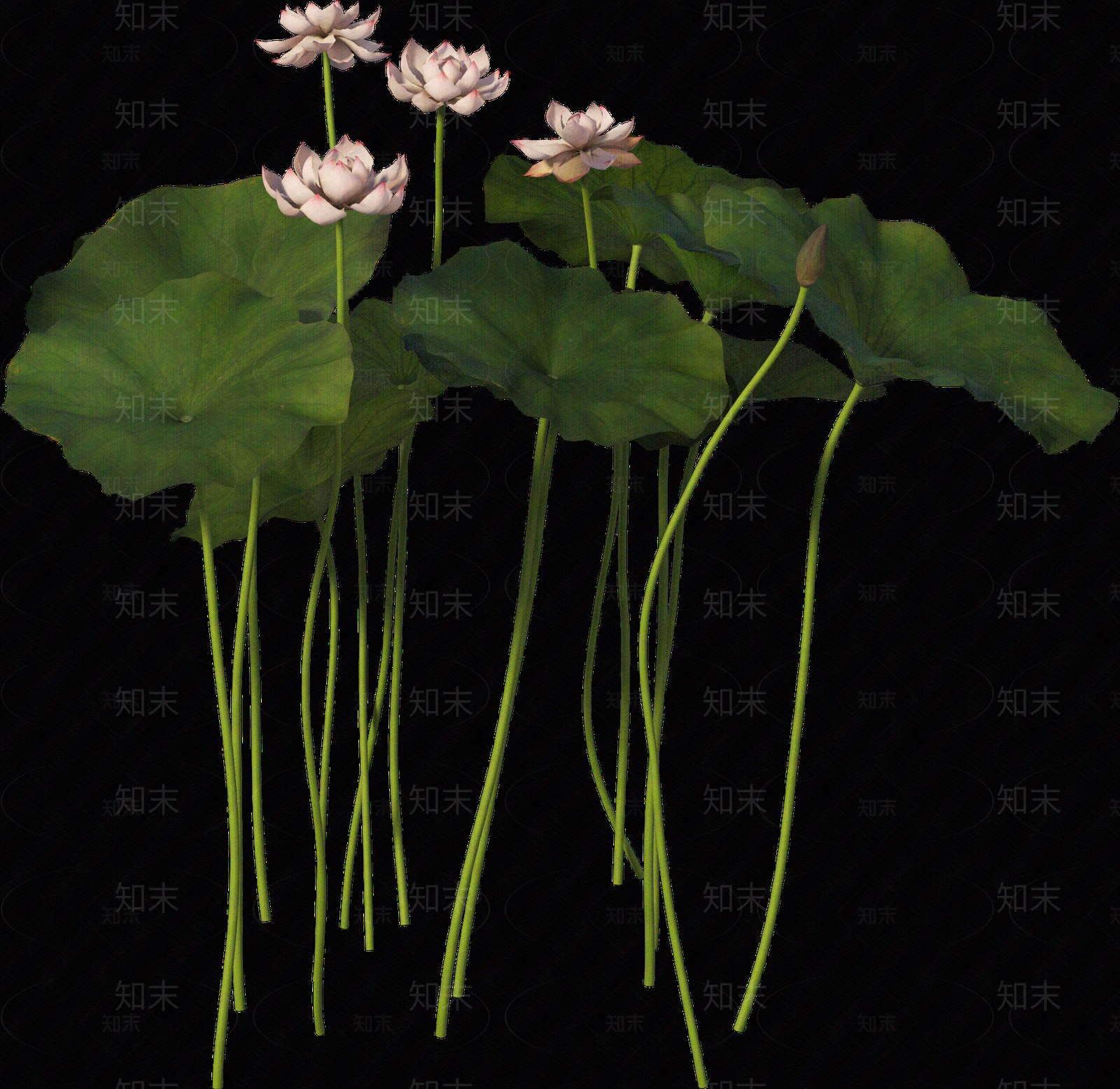 png免抠荷花贴图下载【ID:1157236236】