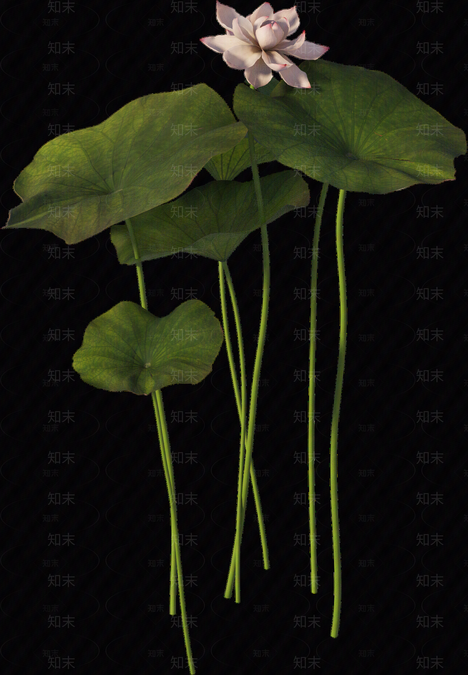 png免抠荷花贴图下载【ID:1157236249】