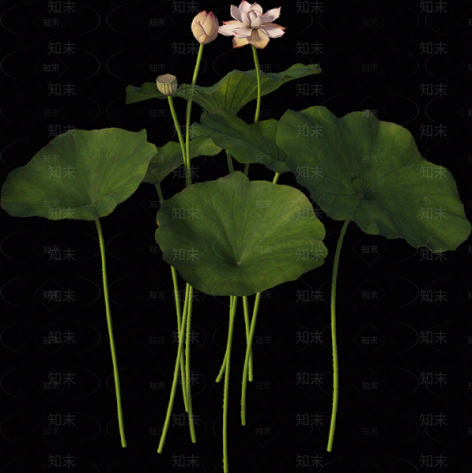 png免抠荷花贴图下载【ID:1157236322】