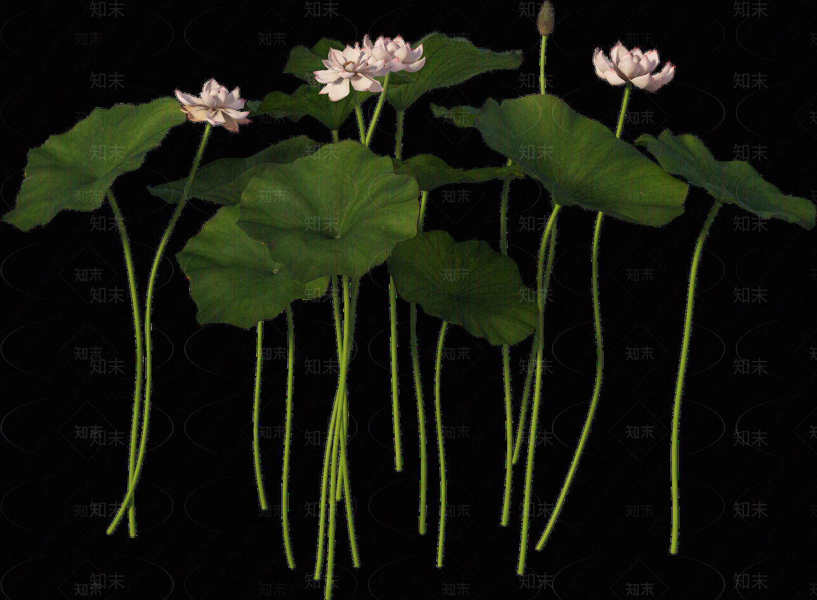 png免抠荷花贴图下载【ID:1157236344】