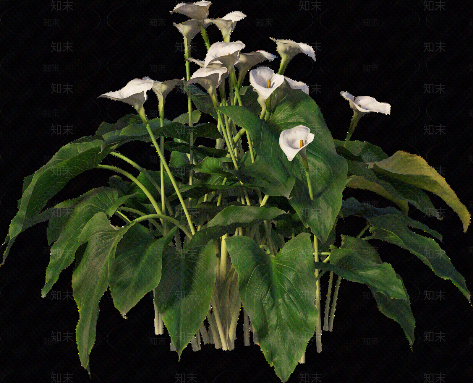 png免抠马蹄莲贴图下载【ID:1157236441】