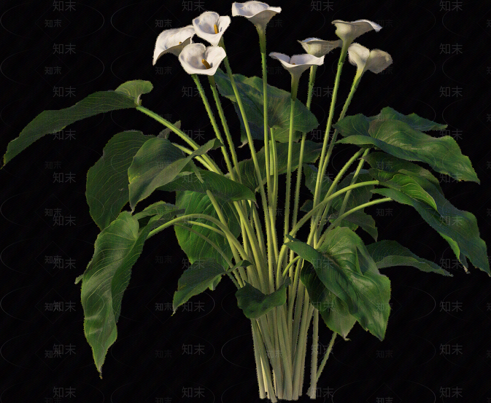 png免抠马蹄莲贴图下载【ID:1157236368】