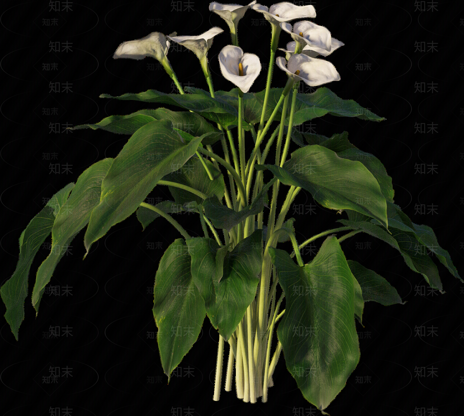 png免抠马蹄莲贴图下载【ID:1157236446】