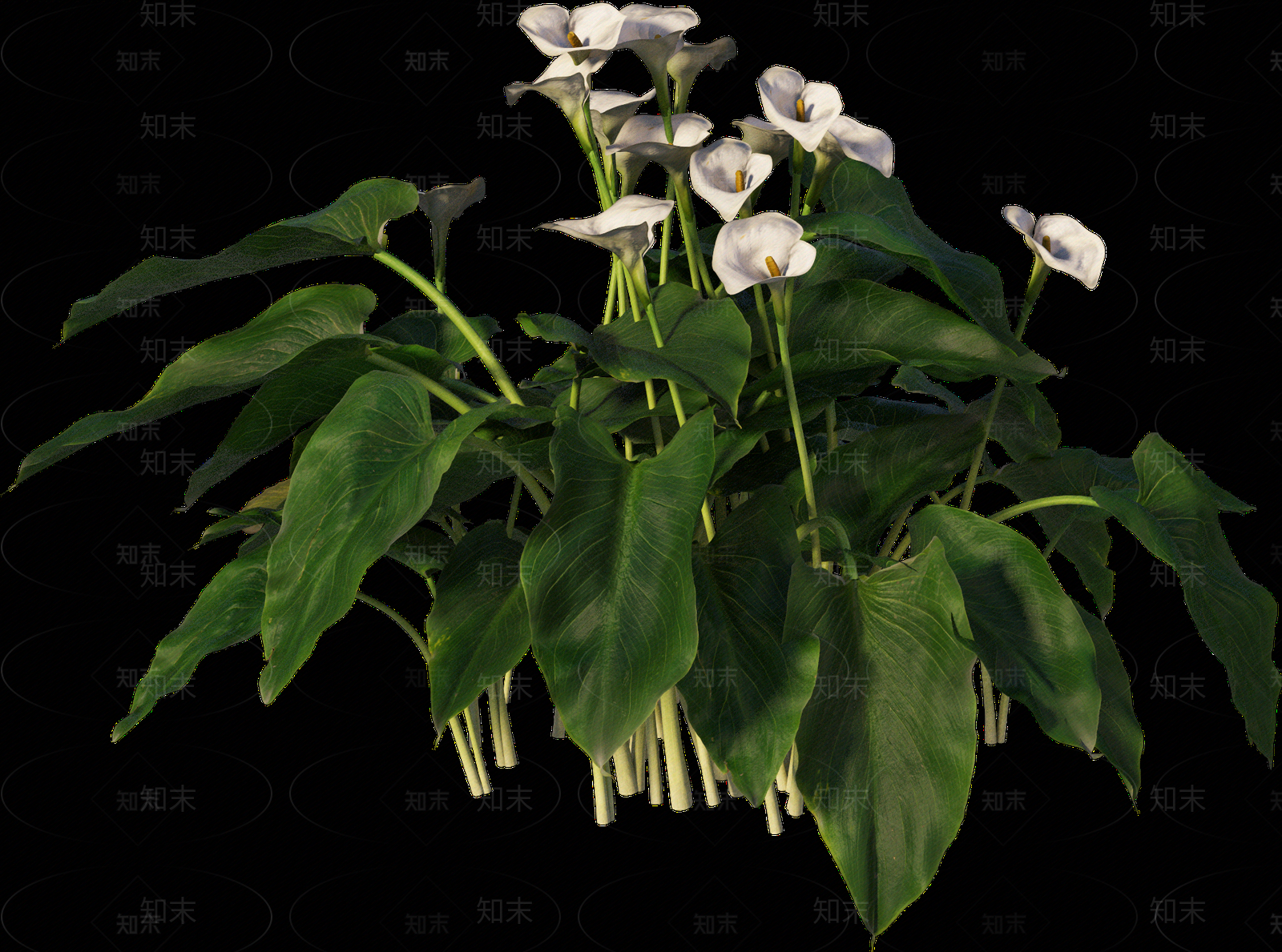 png免抠马蹄莲贴图下载【ID:1157236409】