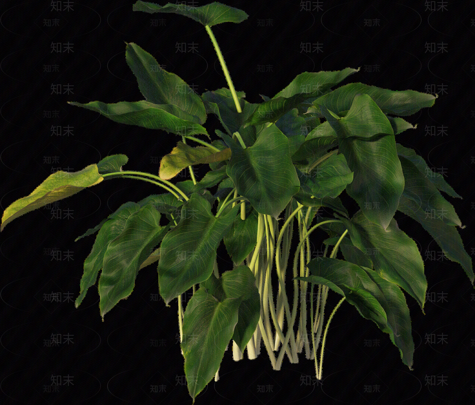 png免抠马蹄莲贴图下载【ID:1157236531】