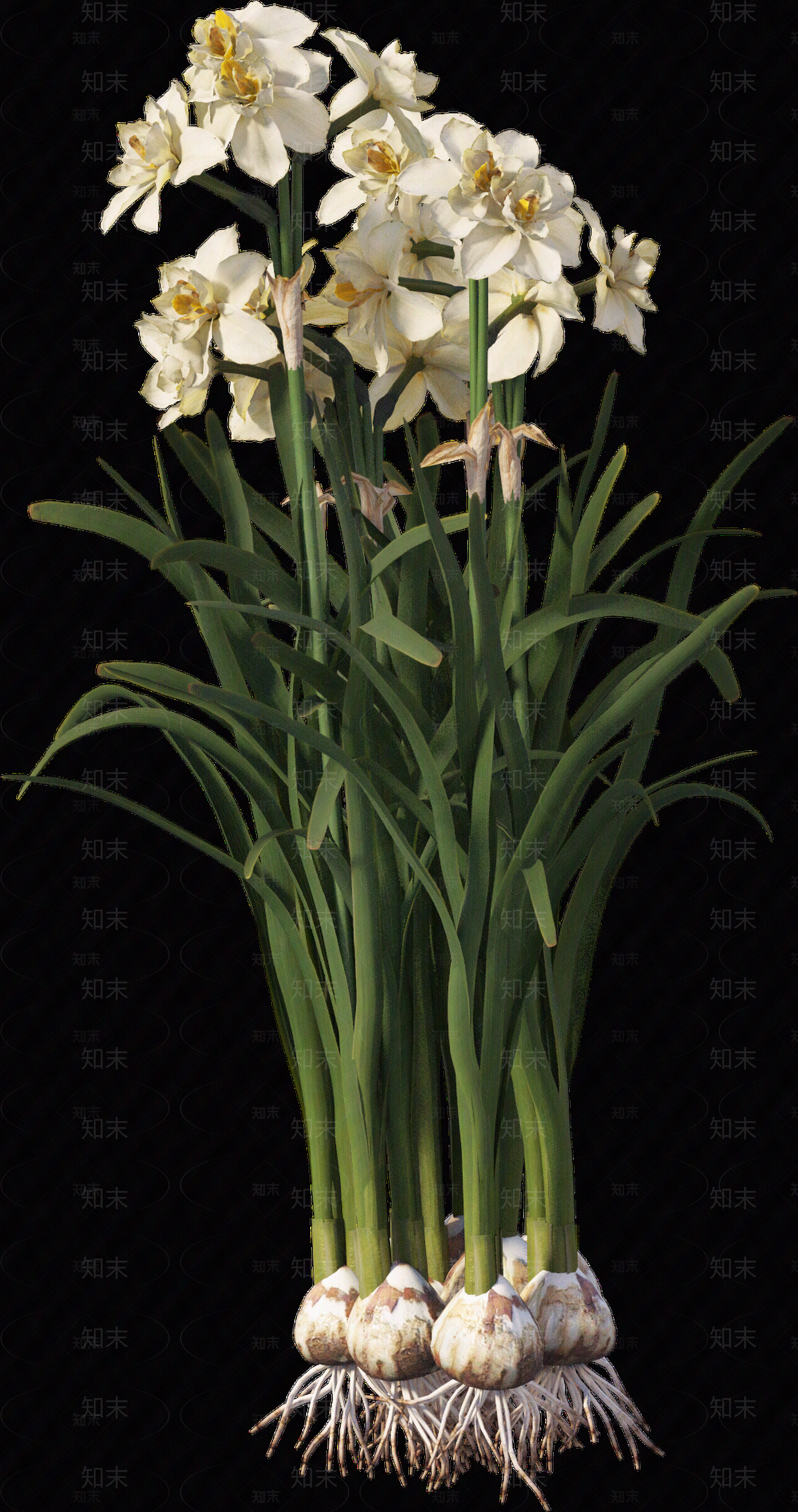 png免抠水仙花贴图下载【ID:1157236514】