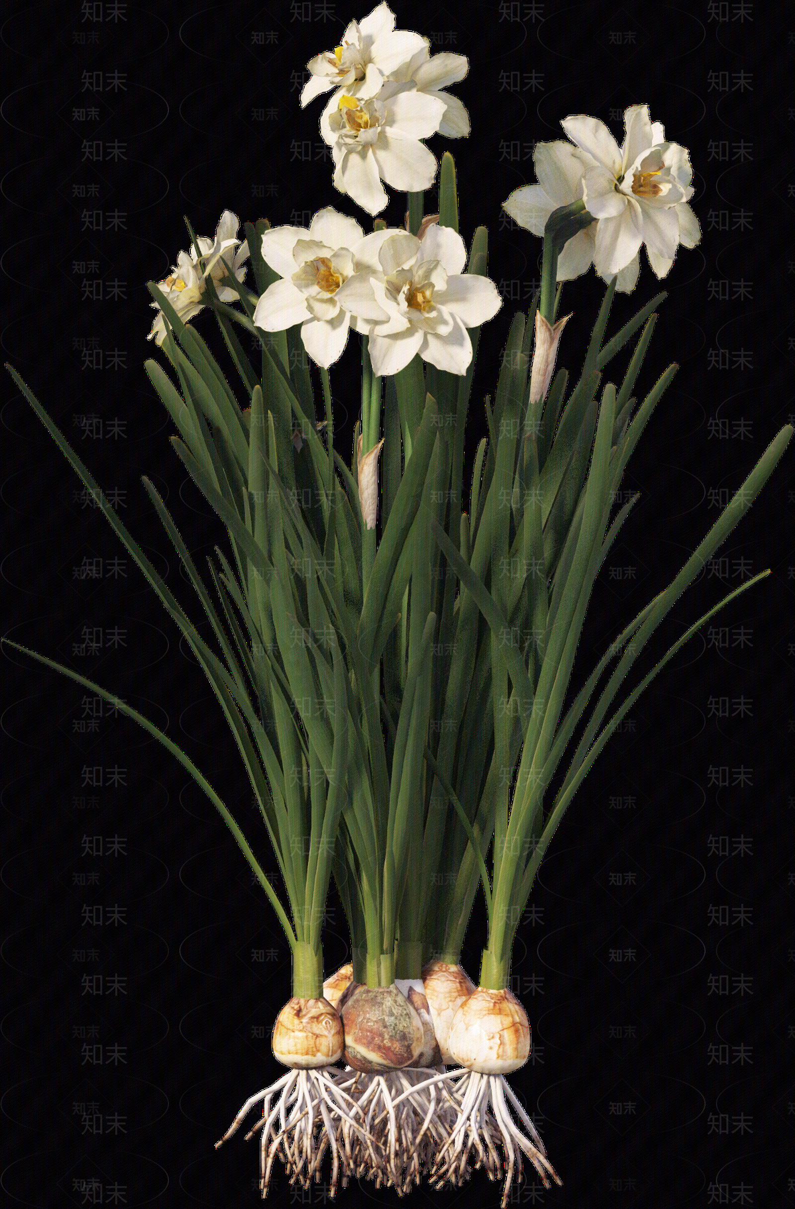 png免抠水仙花贴图下载【ID:1157236680】