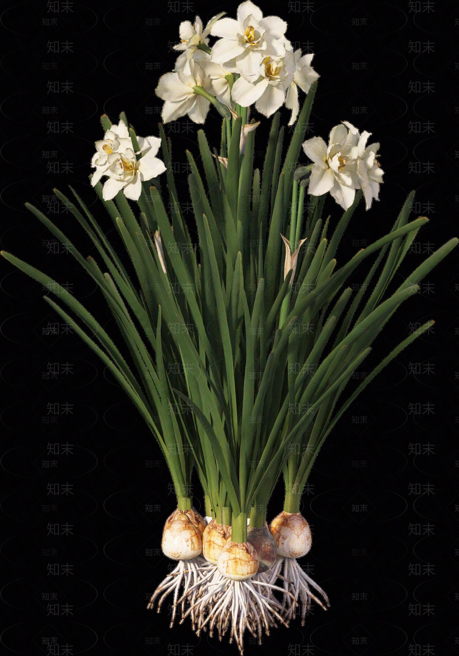 png免抠水仙花贴图下载【ID:1157236625】