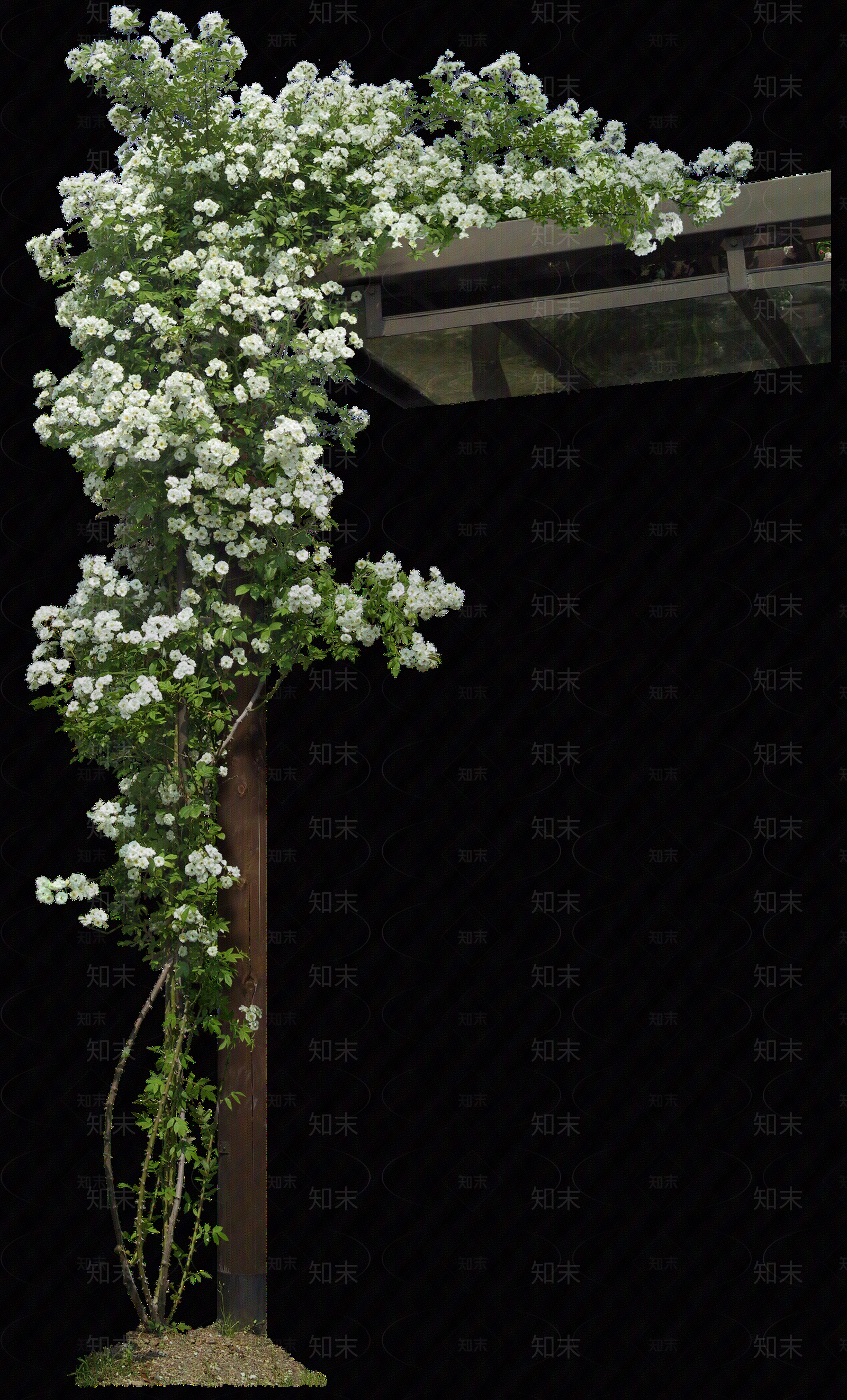 png免抠玫瑰贴图下载【ID:1157237208】
