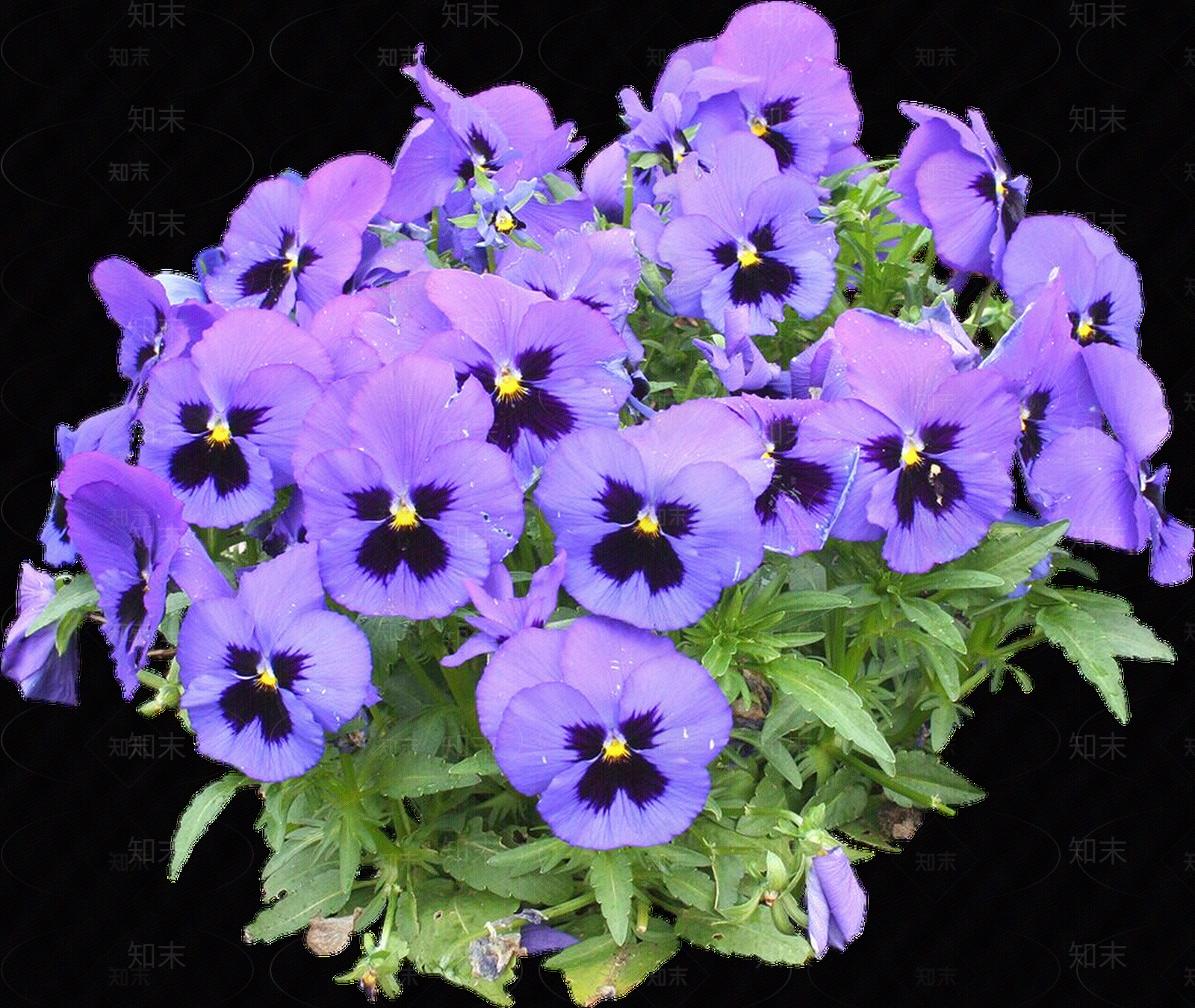 png免抠大花三色堇贴图下载【ID:1157237947】