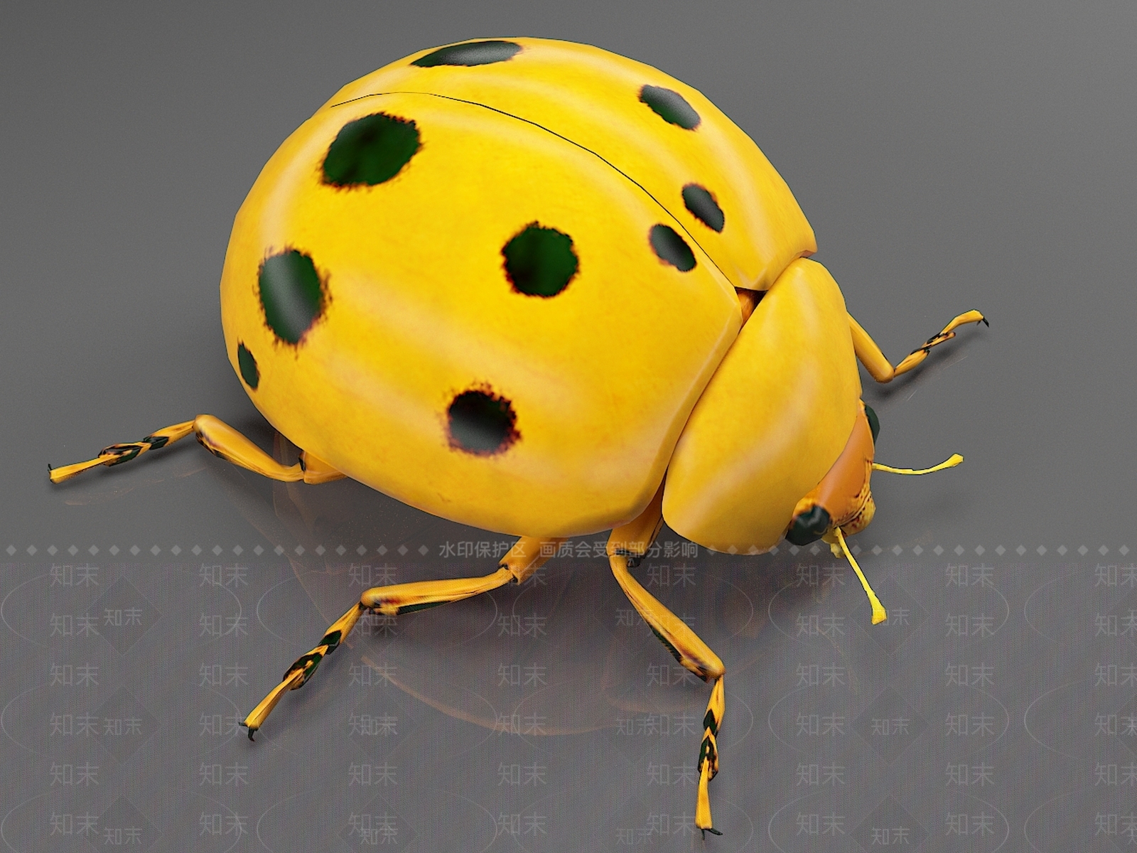 瓢虫3D模型下载【ID:1157305055】