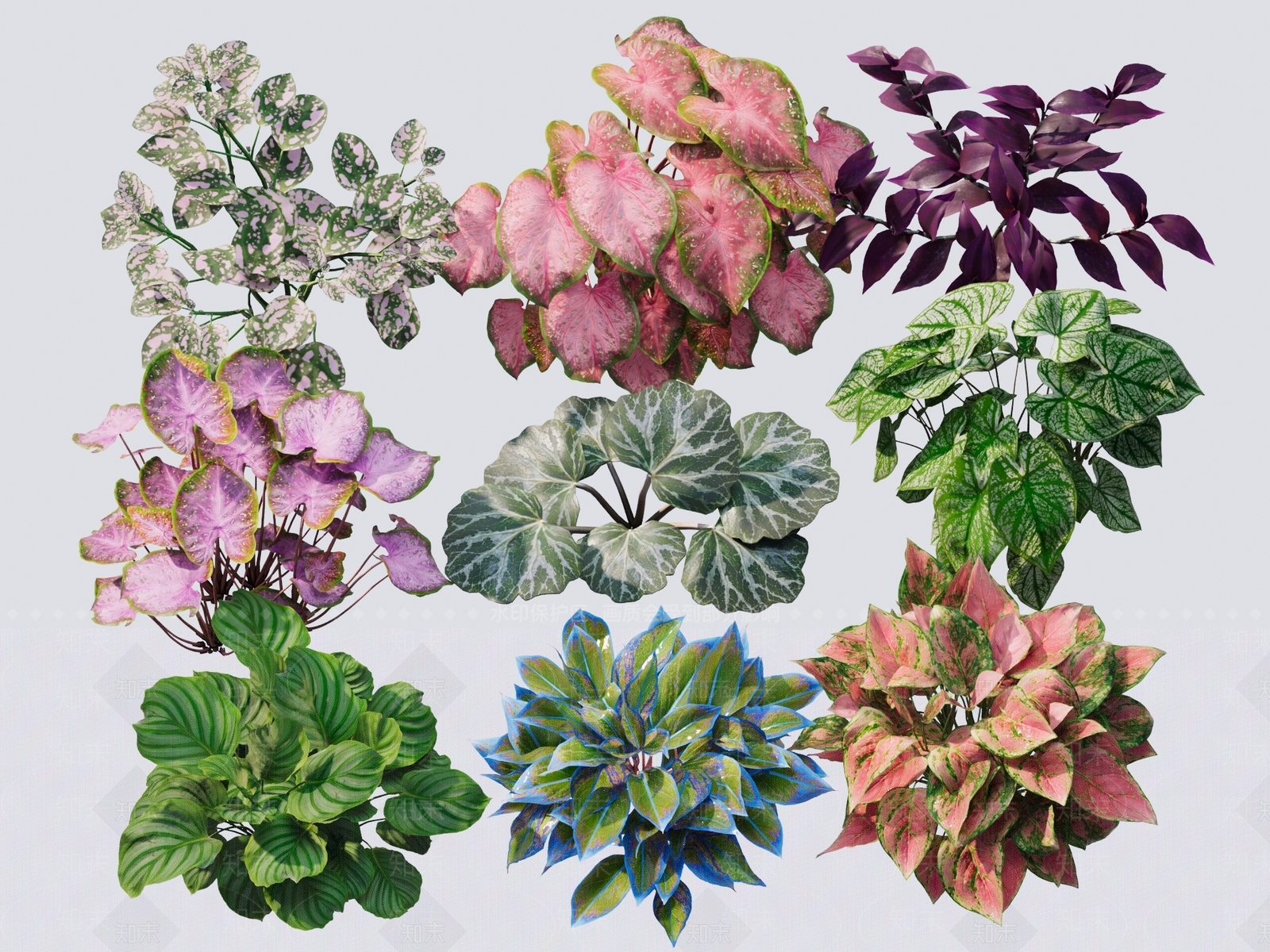 彩色大叶花草3D模型下载【ID:1157329151】
