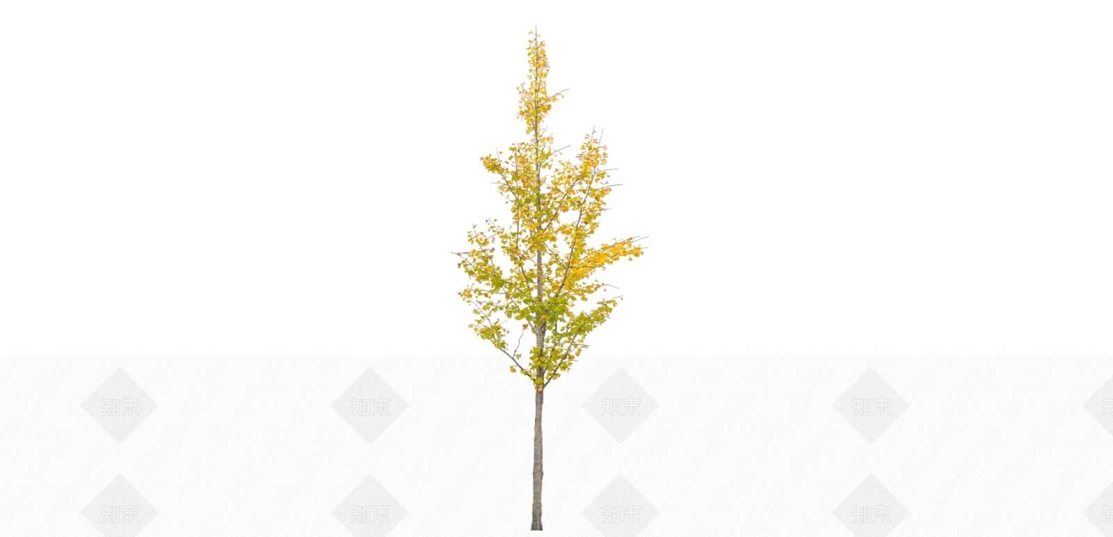 2D银杏树SU模型下载【ID:1157377864】