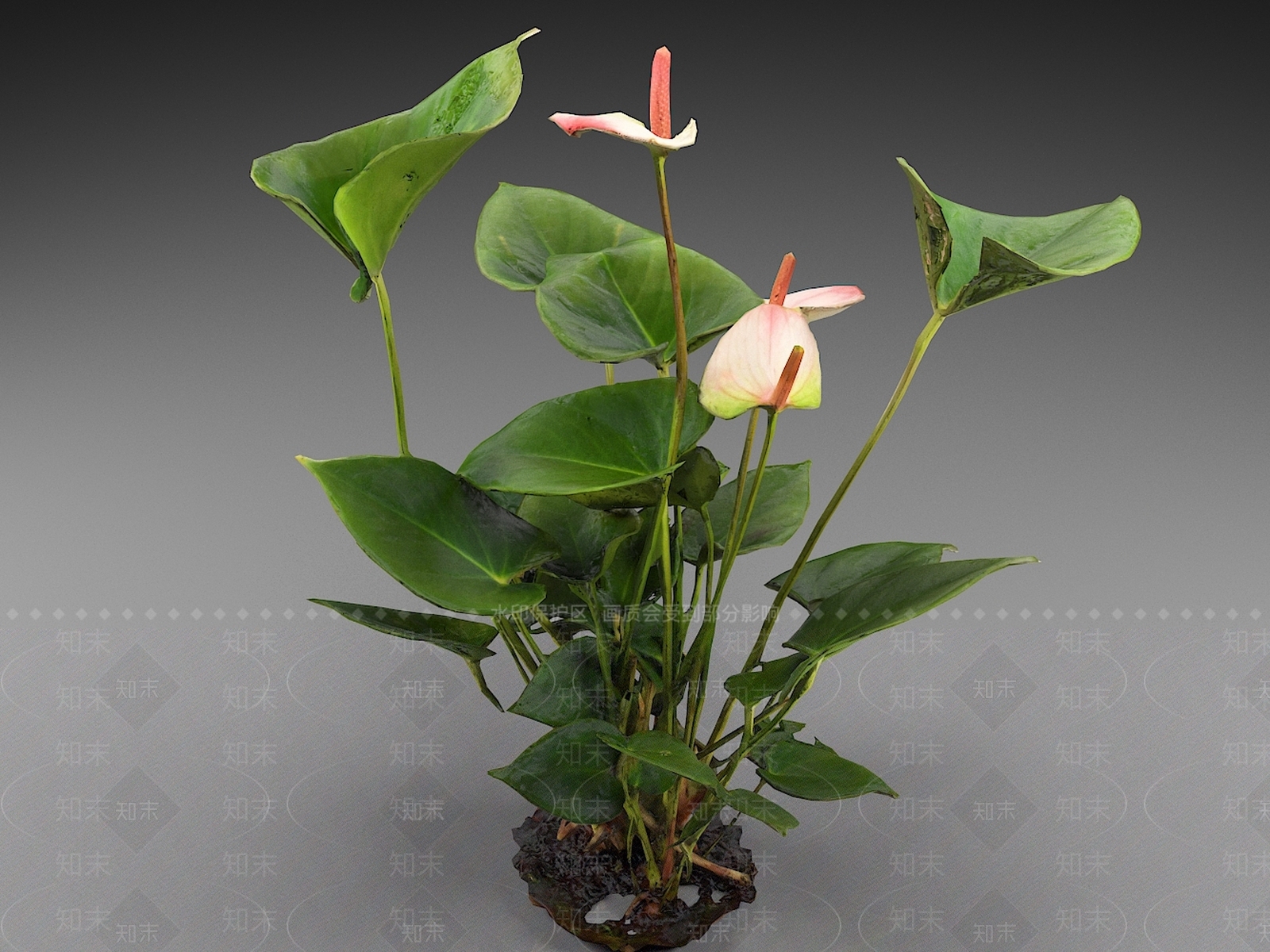 花烛属3D模型下载【ID:1157391216】
