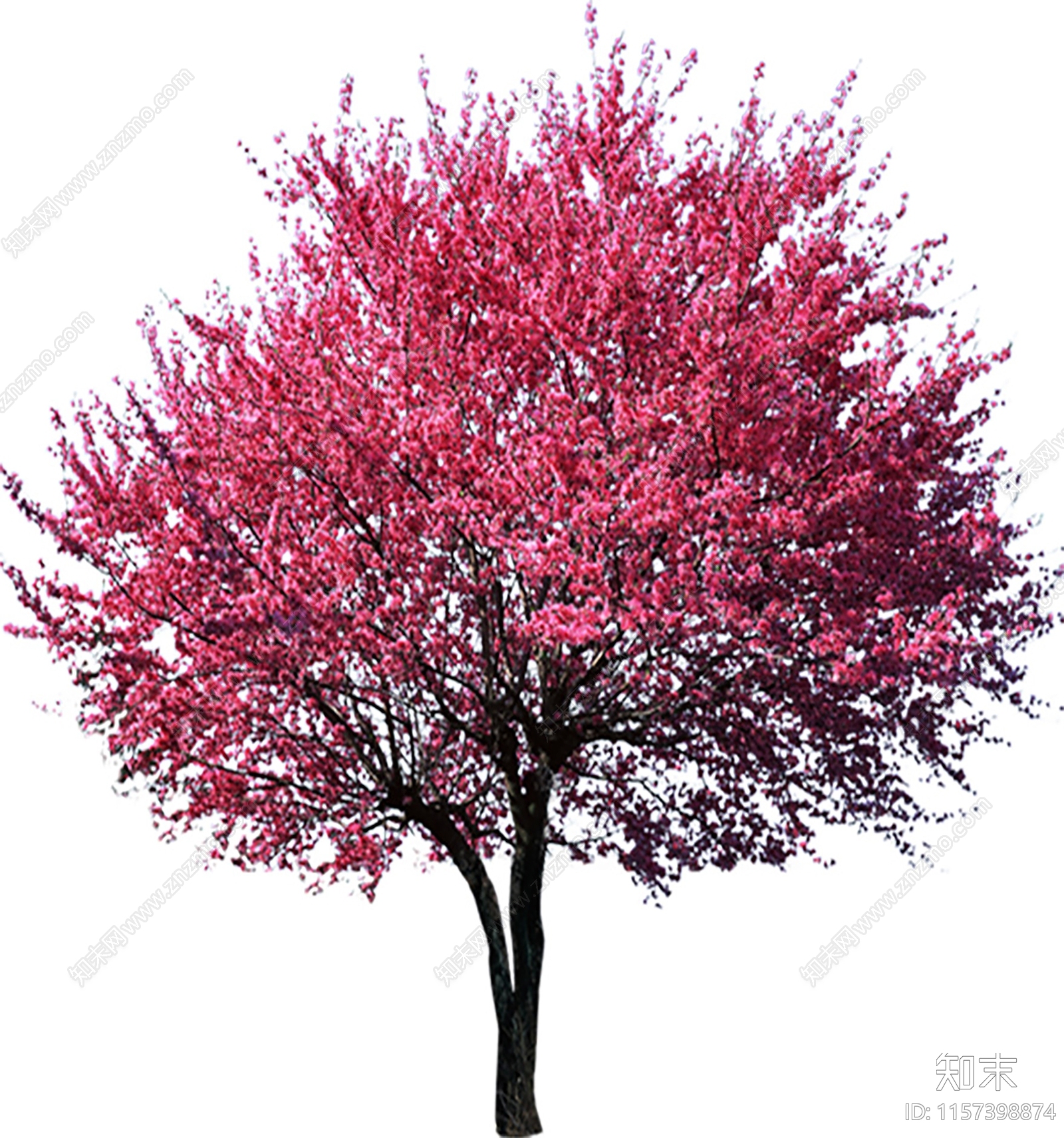 乔木设计素材精品下载_知末网