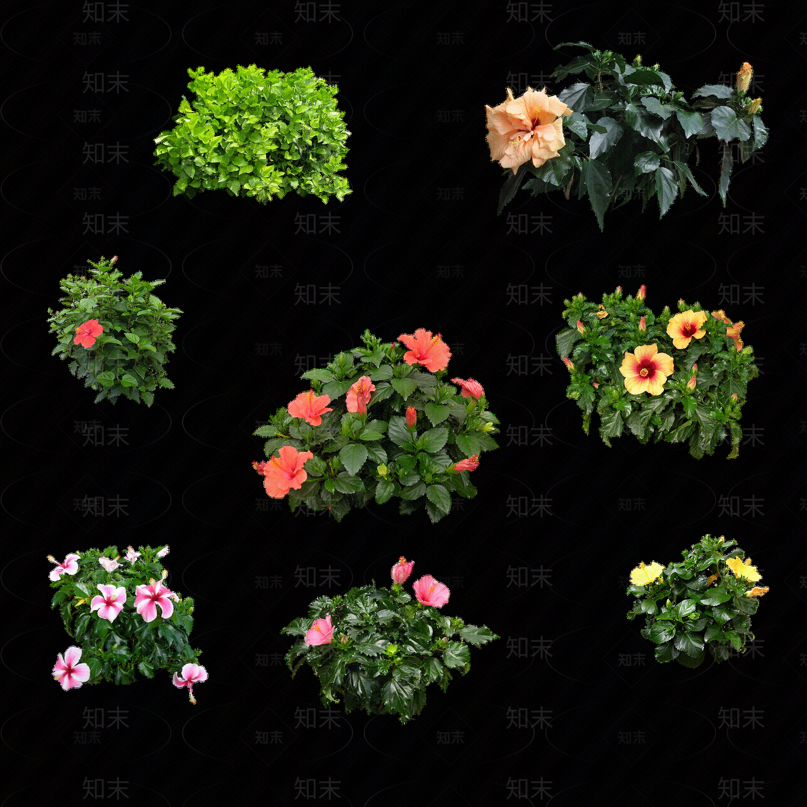 psd免抠扶桑花贴图下载【ID:1157404655】