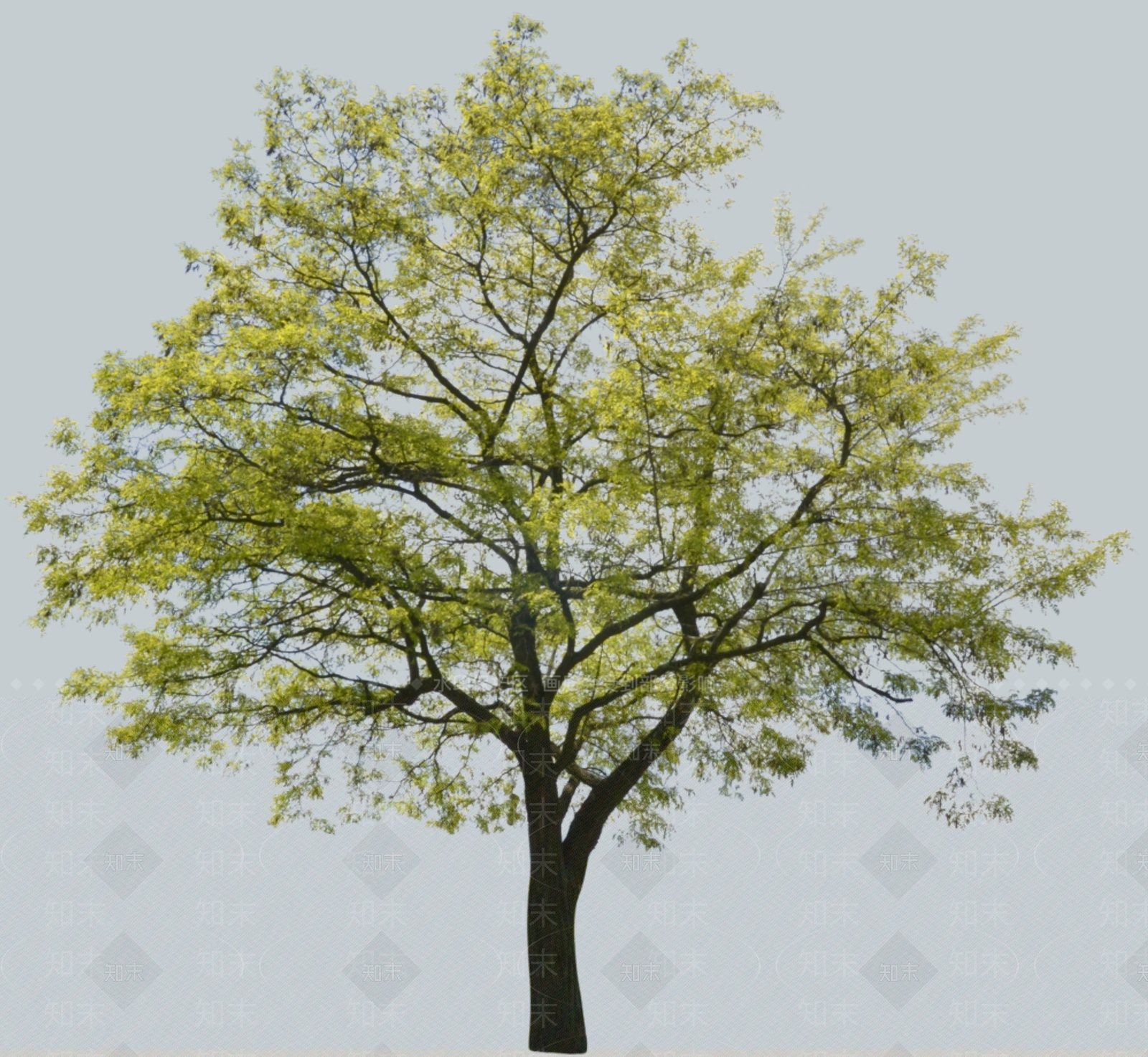 2D黄连木行道主景树SU模型下载【ID:1157424765】