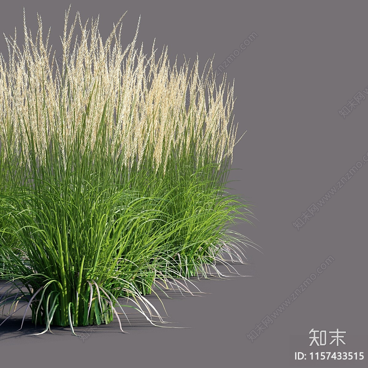 白苇草Calamagrostis3D模型下载【ID:1157433515】