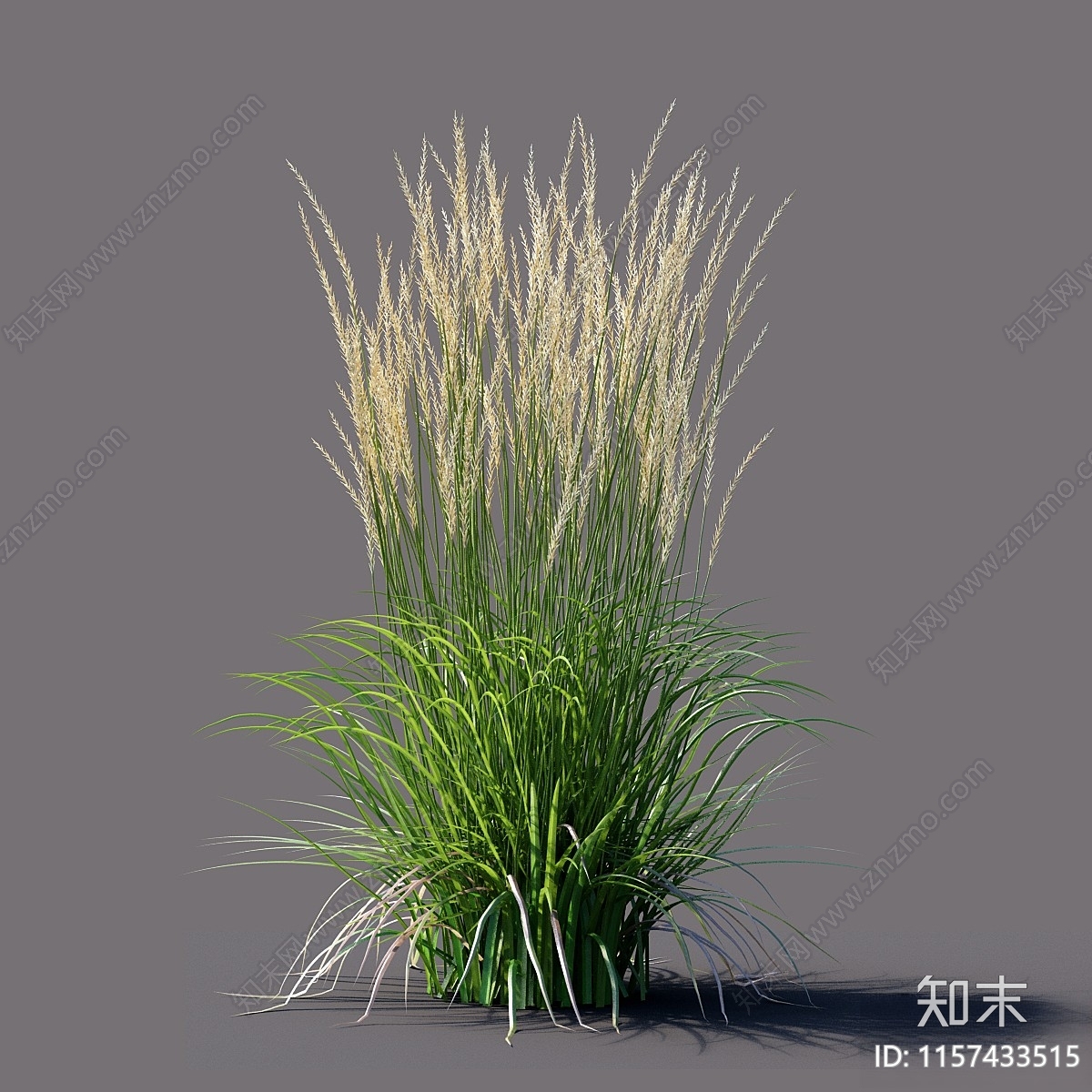 白苇草Calamagrostis3D模型下载【ID:1157433515】